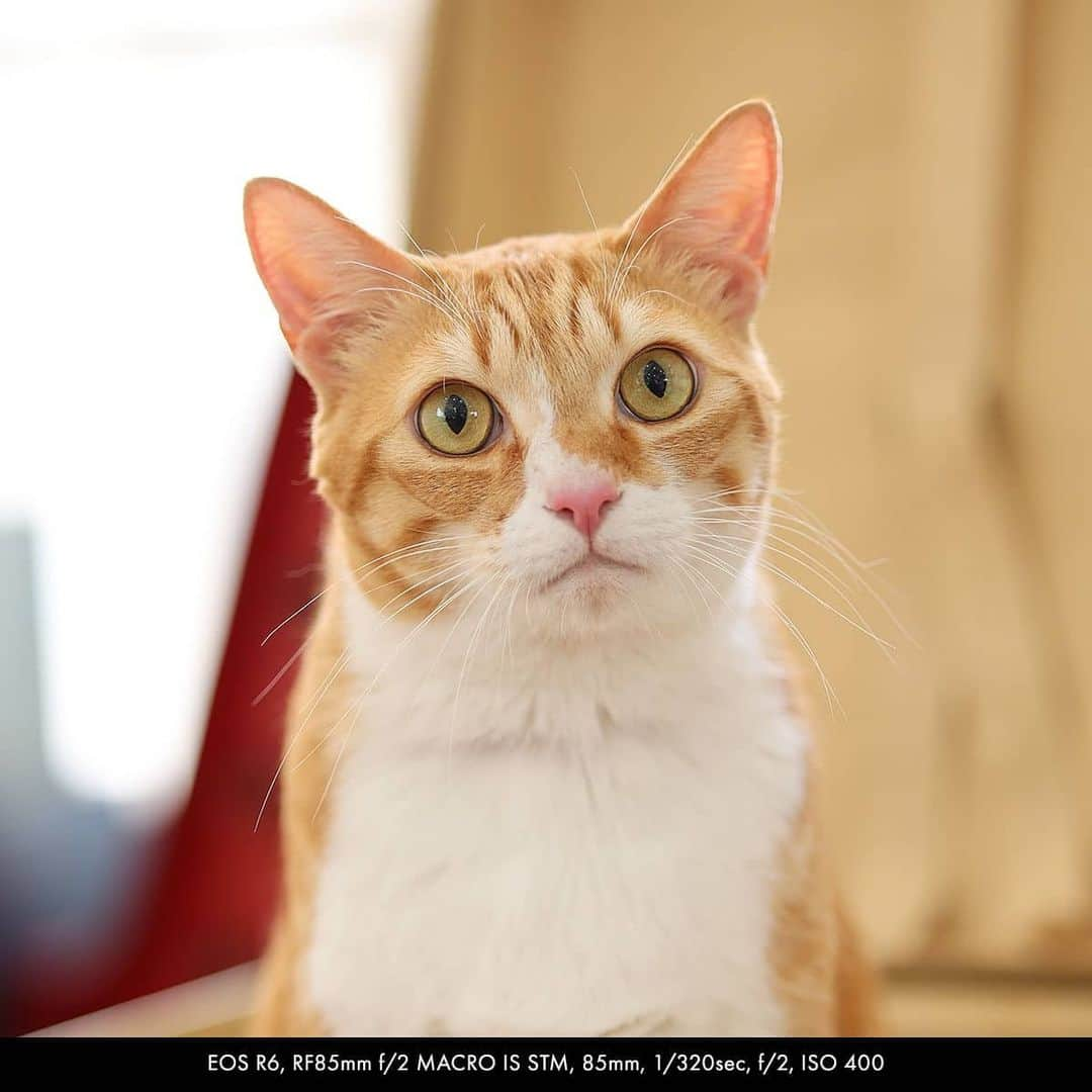 Canon Asiaさんのインスタグラム写真 - (Canon AsiaInstagram)「With International Cat Day and Spoil Your Dog Day happening this month, we are hereby accepting your submissions for the most endearing shot of your furry friends! 🐶😺 . Simply upload your best pet photos on My Canon Story or hashtag #canonasia #canonasiapets for a chance to get featured! . P.S. if you want to go professional with your pet photography game, the latest Canon EOS R5 and Canon EOS R6 come with Animal Detection AF which detects and tracks the eyes of cats, dogs and birds! . #canonasia #photography #explore #pets #colours #canon #submission #lens #inspiration #animals #internationalcatday #internationaldogday」8月5日 17時22分 - canonasia