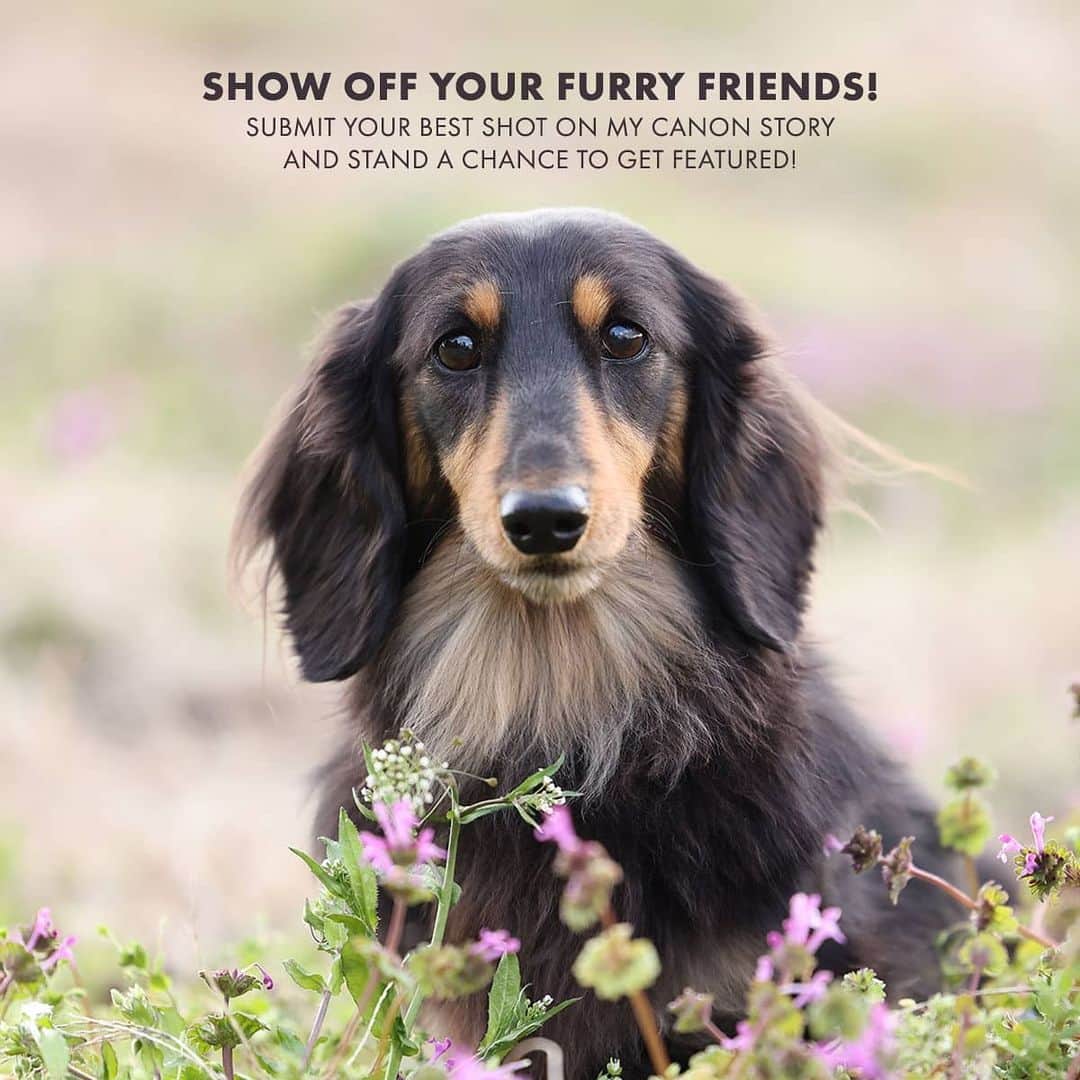 Canon Asiaのインスタグラム：「With International Cat Day and Spoil Your Dog Day happening this month, we are hereby accepting your submissions for the most endearing shot of your furry friends! 🐶😺 . Simply upload your best pet photos on My Canon Story or hashtag #canonasia #canonasiapets for a chance to get featured! . P.S. if you want to go professional with your pet photography game, the latest Canon EOS R5 and Canon EOS R6 come with Animal Detection AF which detects and tracks the eyes of cats, dogs and birds! . #canonasia #photography #explore #pets #colours #canon #submission #lens #inspiration #animals #internationalcatday #internationaldogday」