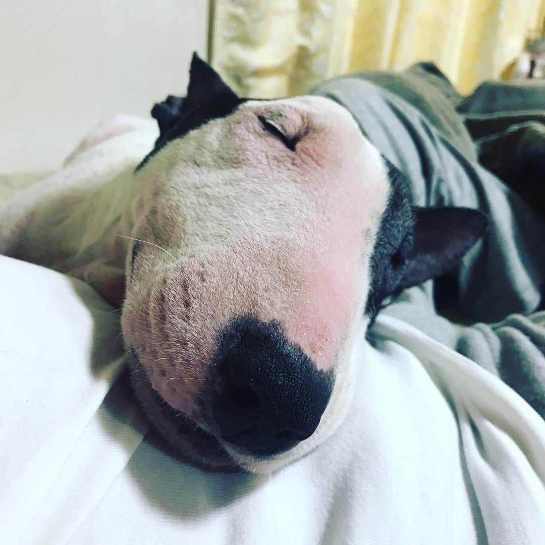 Q太郎さんのインスタグラム写真 - (Q太郎Instagram)「#minituru#bull#terrier#minibullterrier#miniturubullterrier#dog#dogstagram#cute#qtaro#love#family#ミニチュア#ブルテリア#ミニチュアブルテリア#Q太郎」8月5日 17時26分 - qtaro.jun