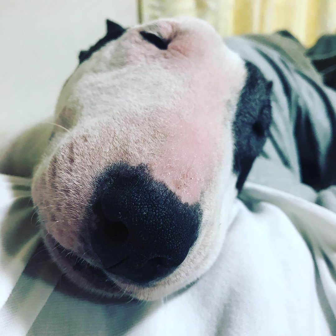 Q太郎さんのインスタグラム写真 - (Q太郎Instagram)「#minituru#bull#terrier#minibullterrier#miniturubullterrier#dog#dogstagram#cute#qtaro#love#family#ミニチュア#ブルテリア#ミニチュアブルテリア#Q太郎」8月5日 17時26分 - qtaro.jun