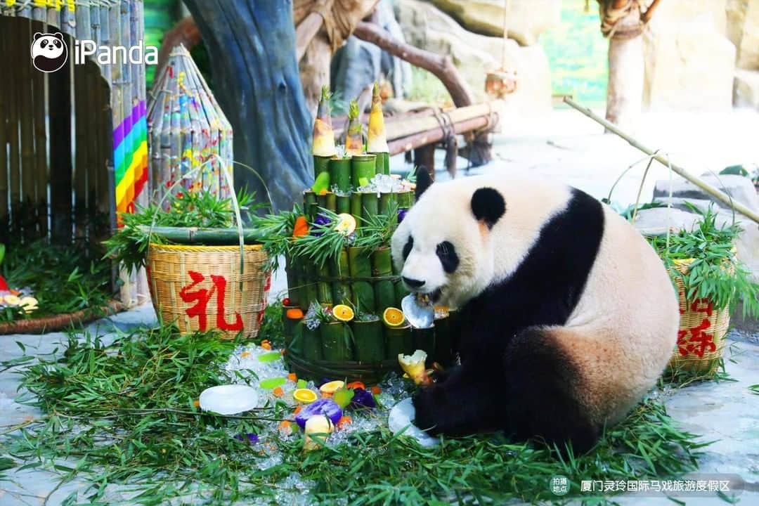 iPandaさんのインスタグラム写真 - (iPandaInstagram)「Nannies at Lingling Circus in Xiamen city held a grand birthday party for the twin panda boys Si Nian and Si Yunyun on August 2 when they turned five. What were the birthday gifts? Two bamboo rockets to wish them to come up in the world! 🎂 🎂 🎂 #Panda #iPanda #Cute #PandaNews #PandaPic」8月5日 17時30分 - ipandachannel