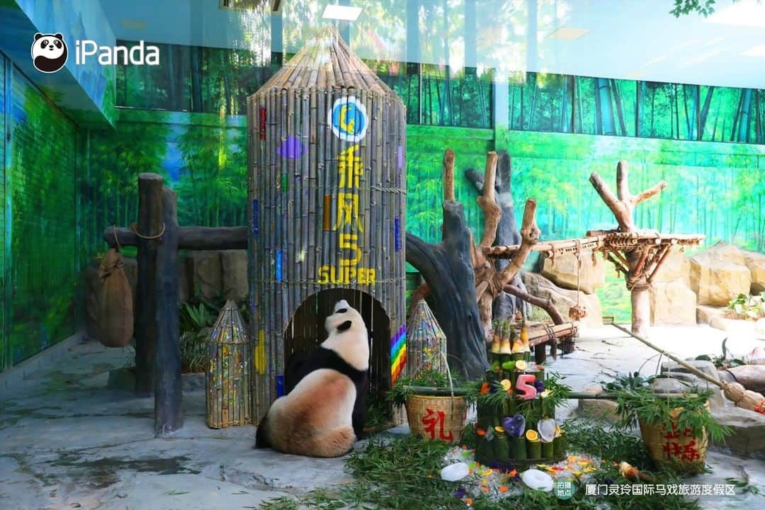 iPandaさんのインスタグラム写真 - (iPandaInstagram)「Nannies at Lingling Circus in Xiamen city held a grand birthday party for the twin panda boys Si Nian and Si Yunyun on August 2 when they turned five. What were the birthday gifts? Two bamboo rockets to wish them to come up in the world! 🎂 🎂 🎂 #Panda #iPanda #Cute #PandaNews #PandaPic」8月5日 17時30分 - ipandachannel