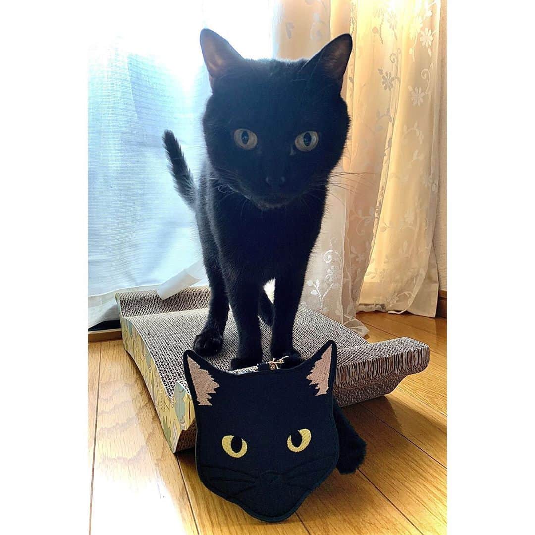松浦雅のインスタグラム：「うちの子そっくりなパスケースを プレゼントして頂いた🐱 嬉しすぎて大騒ぎの飼い主です。 #パスケース #黒猫」