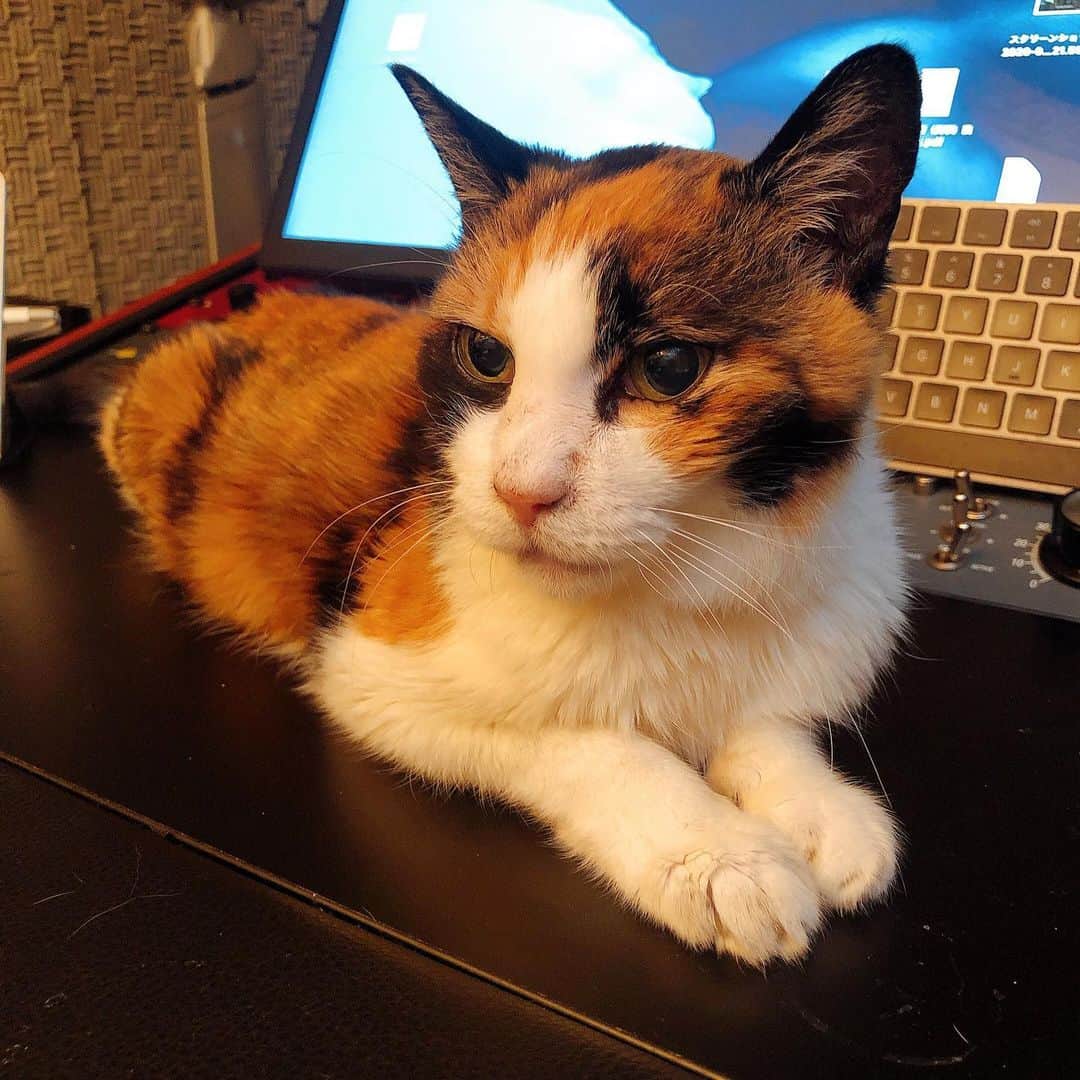 門倉聡のインスタグラム：「仕事ストップ⏹ #ねこ　#catstudio #catmusic」
