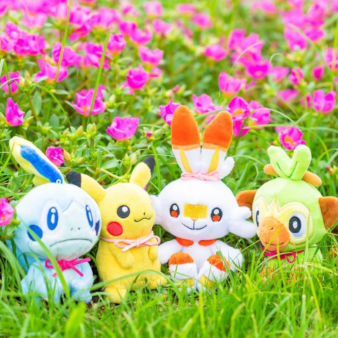 ピカチュウ公式Instagramさんのインスタグラム写真 - (ピカチュウ公式InstagramInstagram)「【今日のピカチュウ】 みんなでお散歩に出かけたよ👣👣 ピンク色のお花の前でなかよくパチリ📸 #pikachu #grookey #scorbunny #sobble #pokemon #pikachu_snap #photooftheday #pink #flower #ピカチュウ #サルノリ #ヒバニー #メッソン #ポケモン #お散歩 #ピンク #おそろい」8月5日 18時00分 - pokemon_jpn