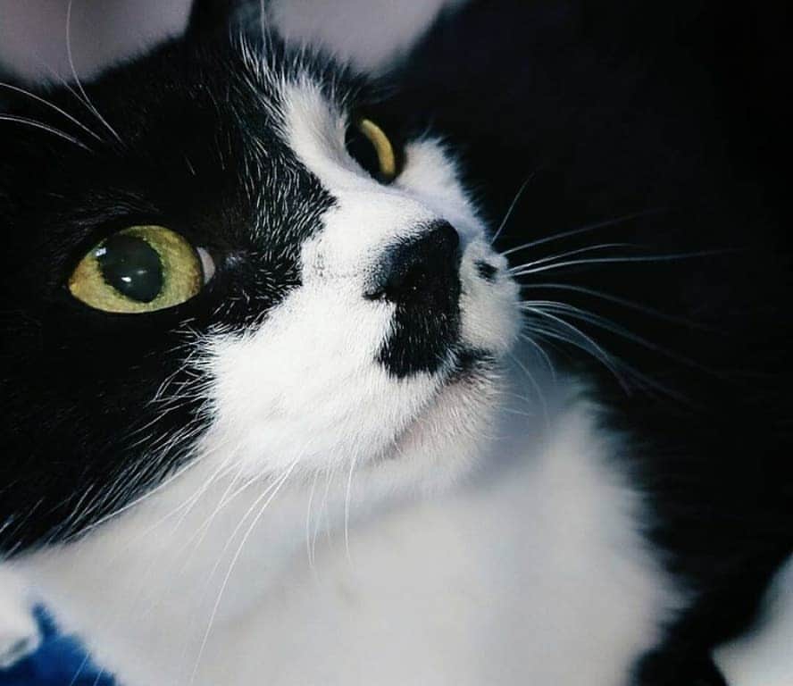 杉浦アヤカさんのインスタグラム写真 - (杉浦アヤカInstagram)「陰と陽の癖が強いんじゃ、、   #愛猫 #かわいい #黒白 #ぶさかわいい」8月5日 18時08分 - sugiurayk