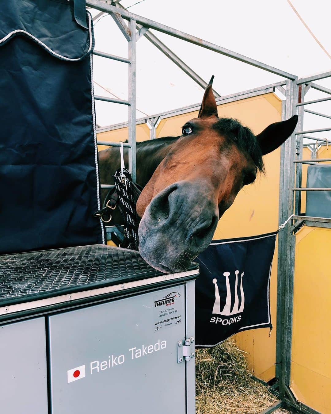 ジュディ舞衣のインスタグラム：「Guess who is happy to be back at a show... ME. it's me. Maybe pommie too but he just wants 🍪💓」