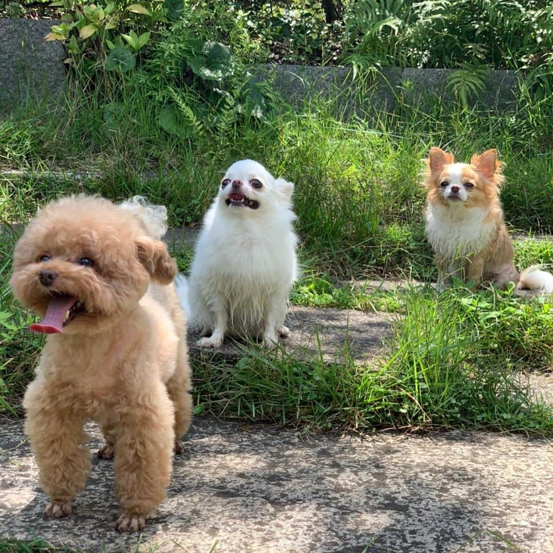 玉ねぎ戦士さんのインスタグラム写真 - (玉ねぎ戦士Instagram)「家族写真🐶🐩🐶 ・ ・ ・ タラオはずっと眠そう。 こてつはずっと楽しそう。 おもちはずっと落ち着きがない😂 #毛玉ブラザーズ」8月5日 18時34分 - licca_tarao_0311