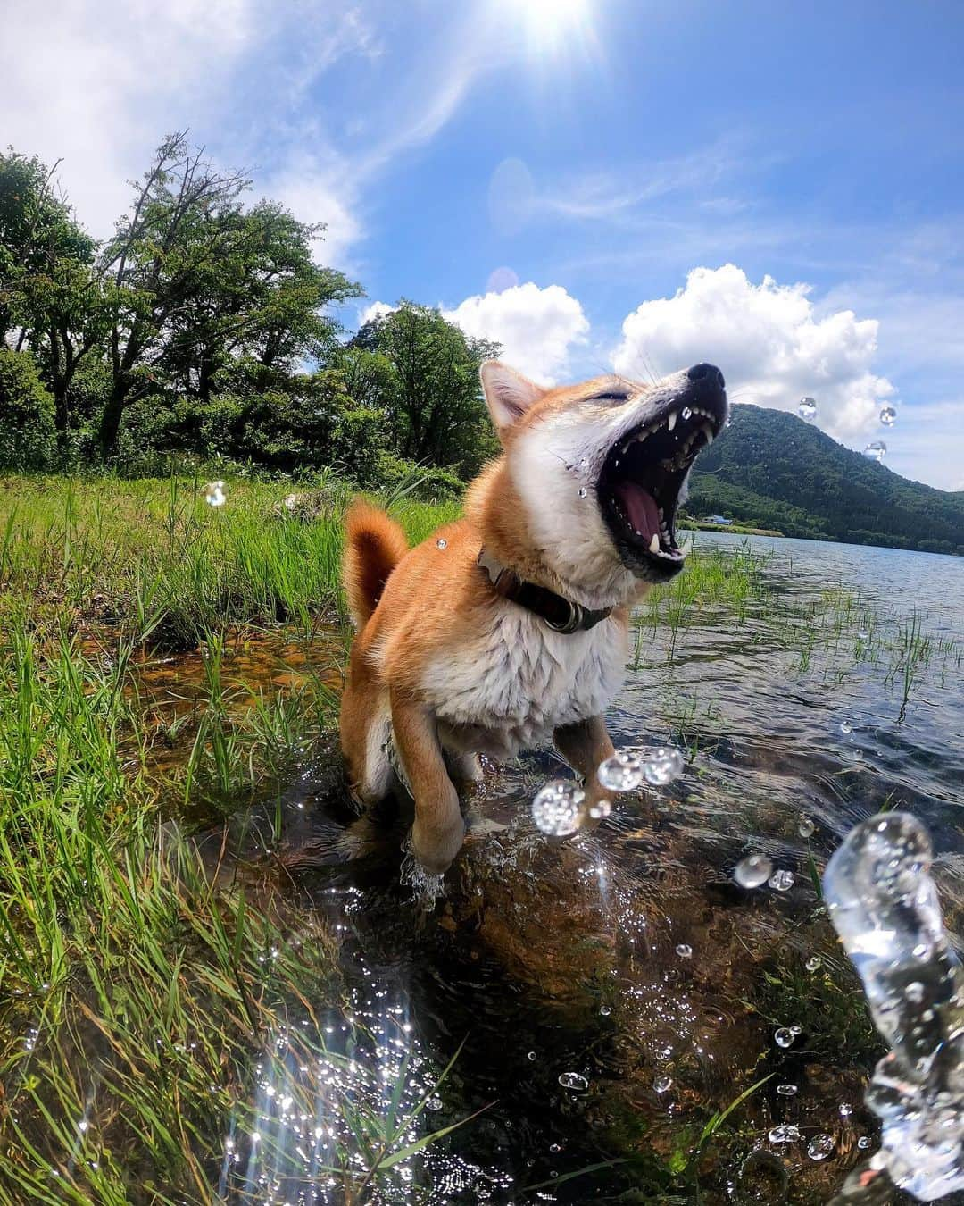 GoProさんのインスタグラム写真 - (GoProInstagram)「宙に舞う水滴を全力でとらえようとするつくね君！ 🐕 #GoProHERO8 Black、連写モードで撮影 📷 @mamibeans  #GoPro #GoProJP #GoProDog #GoPro犬 #愛犬 #柴犬 #Shiba #ShibaDog #ShibaInu #ShibaMania」8月5日 18時42分 - goprojp