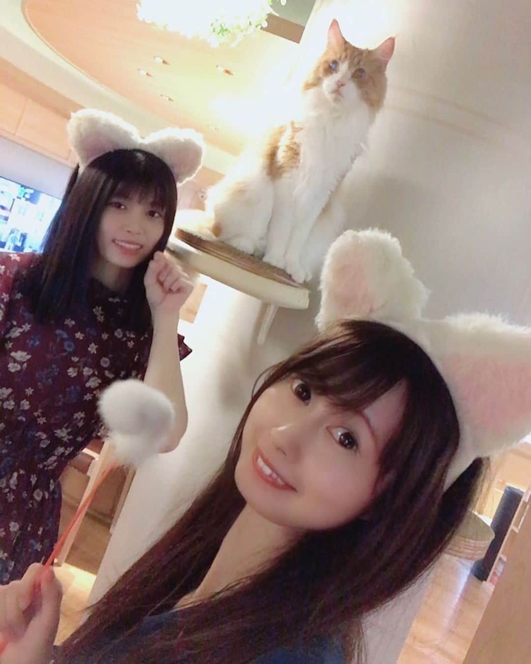 佐藤もも子のインスタグラム：「猫カフェモカラウンジ新宿店🐈  にシュアンさんと遊びに行った時の動画がupされました♡  35匹のネコちゃんたちとたわむれて かわいくてとっても癒されました〜😍💕  https://youtu.be/ajQhtY2cQ-U  #猫カフェ #モカラウンジ #モカラウンジ新宿店 #猫カフェモカ #猫カフェmocha #ねこ #ねこすきさんと繋がりたい #YouTube #cat #撮影」