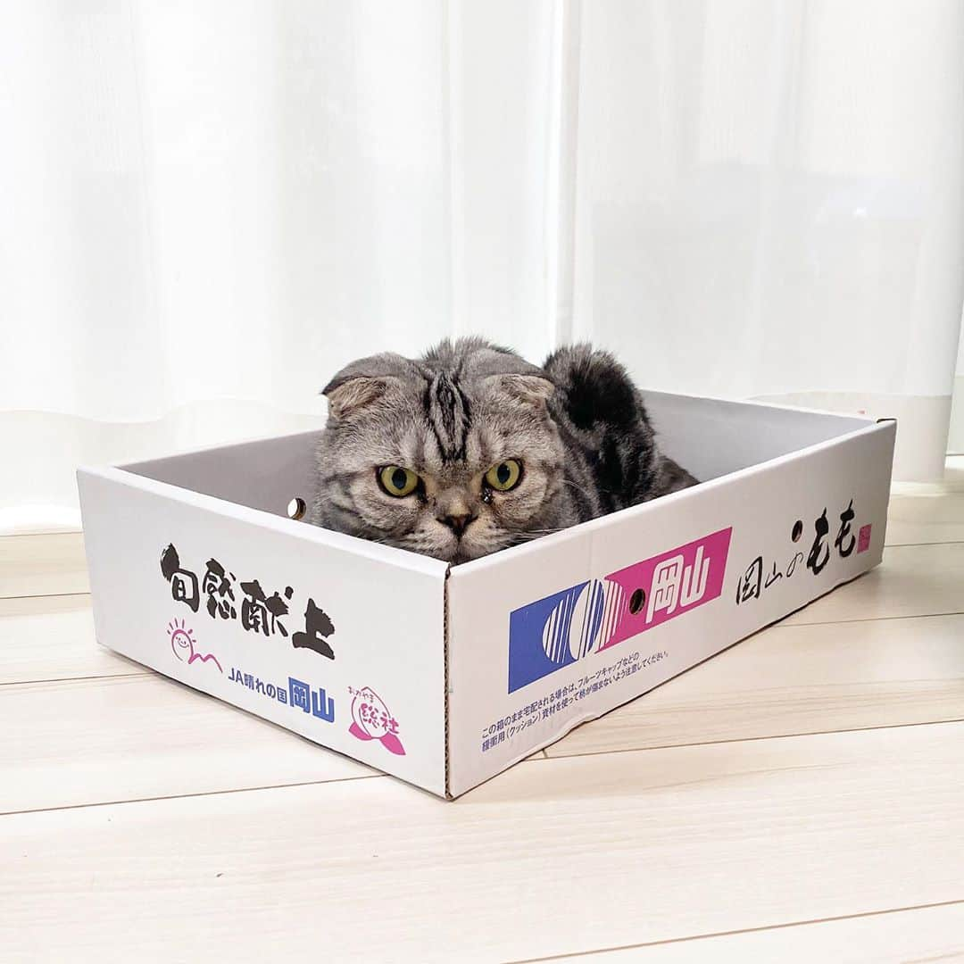 Shishi-maruさんのインスタグラム写真 - (Shishi-maruInstagram)「🐱岡山の桃猫 🐱 In the peach box ーーーーーーーーーーーーー 🌺「渋ネコ ししまるさん」ねこのきもちWEB MAGAZINE にて毎週金曜日エッセイの連載中 ーーーーーーーーーーー 📕「ぷっちねこ。」「3匹のちいさな猫を召喚できたなら」「ちいさな猫を召喚できたなら」徳間書店より単行本発売中 ーーーーーーーーーーー ⭐︎ねこ漫画→@tacos_cat 🌺Twitter →@taco_emonemon ーーーーーーーーーーー」8月5日 19時07分 - emonemon