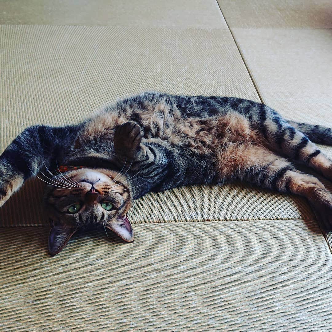 Michiko Maedaさんのインスタグラム写真 - (Michiko MaedaInstagram)「これほんとにめちゃめちゃおすすめです💕 鶏ささみの1本揚げねぎ塩だれ😋🍚🍴✨  ※※※※※ ※※※※※  #鶏ささみの1本唐揚げねぎ塩だれ #鶏肉#ささみ#1本唐揚げ#唐揚げ #から揚げ#ねぎ塩だれ#ねぎ塩 #おかわりがとまらない  #おかわりがとまらなすぎる #めちゃめちゃおすすめです❤️ #レシピは後程ブログにて #IGersJP#IGersjp#IGersj#クッキングラム#デリスタグラマー#おうちごはんlover#コッタ #lin_stagrammer#kurashiru#クッキングラム#クッキングラムアンバサダー#クオカ#エルグルメ#フーディーテーブル#おうちごはんlover#おうちごはん革命#おうちカフェ#ハラペコさんの夏休み」8月5日 19時32分 - shana.mama