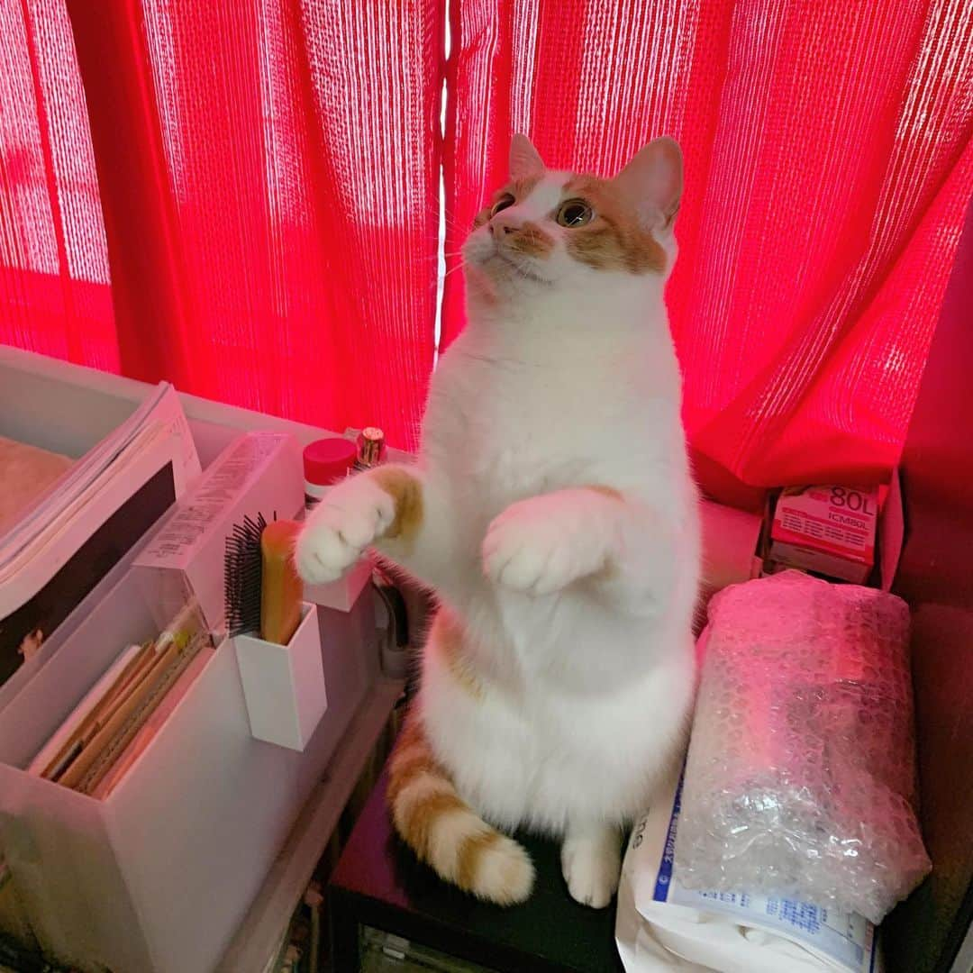 Kachimo Yoshimatsuさんのインスタグラム写真 - (Kachimo YoshimatsuInstagram)「猫じゃらしで遊ぶ。 #うちの猫ら #oinari #立つ猫 #猫 #ねこ #cat #ネコ #catstagram #ネコ部 http://kachimo.exblog.jp」8月5日 19時32分 - kachimo