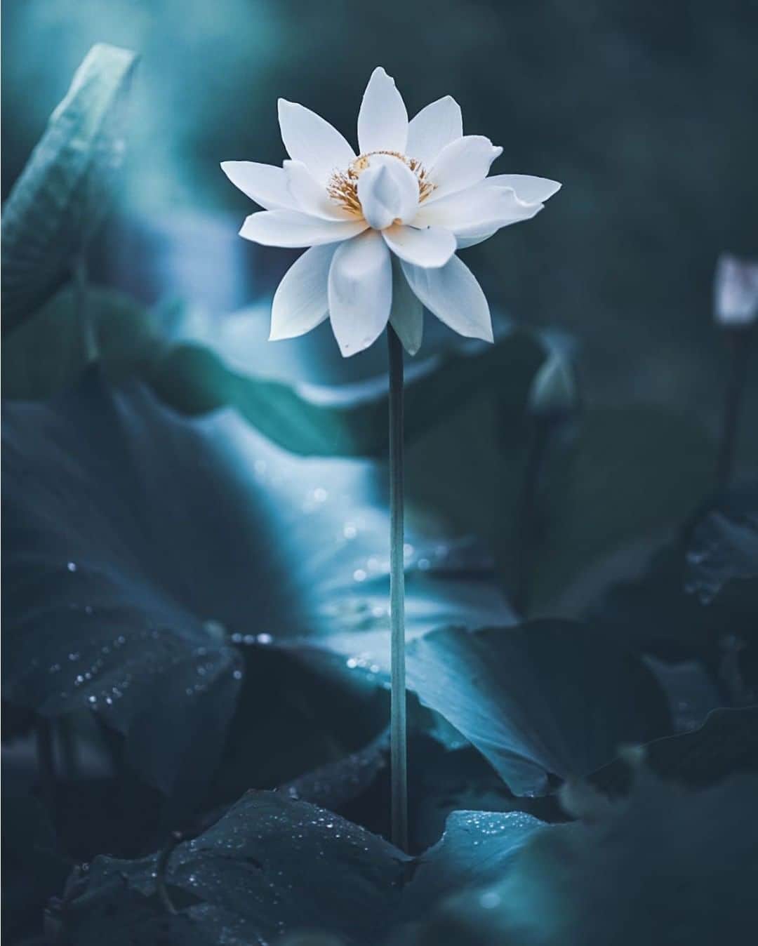 のインスタグラム：「Photo by @alice_garden__.⠀ https://instagram.com/alice_garden__/⠀ .⠀ Original Post[投稿いただいたURL]⠀ https://www.instagram.com/p/CC40Do0M9d9/⠀ .⠀ 本アカウントは、 #私の花の写真 をつけてInstagramに投稿された皆さまの花の写真や、「花の写真館」Facebookページで投稿された花の写真を紹介します。⠀ 「花の写真館」Facebookページは、「 @floral.photograph 」のプロフィールにあるURLからご覧ください。⠀ .⠀ ※各自、政府、自治体など公的機関の指示に従った行動をお願いします。⠀⠀ 東京カメラ部および分室では、写真を「見る楽しみ」を提供することを通して、微力ながら皆様にわずかな時間でも癒しをお届けしたいと思っております。⠀ ※本アカウントは東京カメラ部がFacebook、Instagramのサービスを利用して運営しているもので、Facebook社・Instagramとは一切関係ありません。⠀ .⠀ #花の写真館 #floralphotograph #floralphoto #flower #flowers⠀ Follow: @floral.photograph」