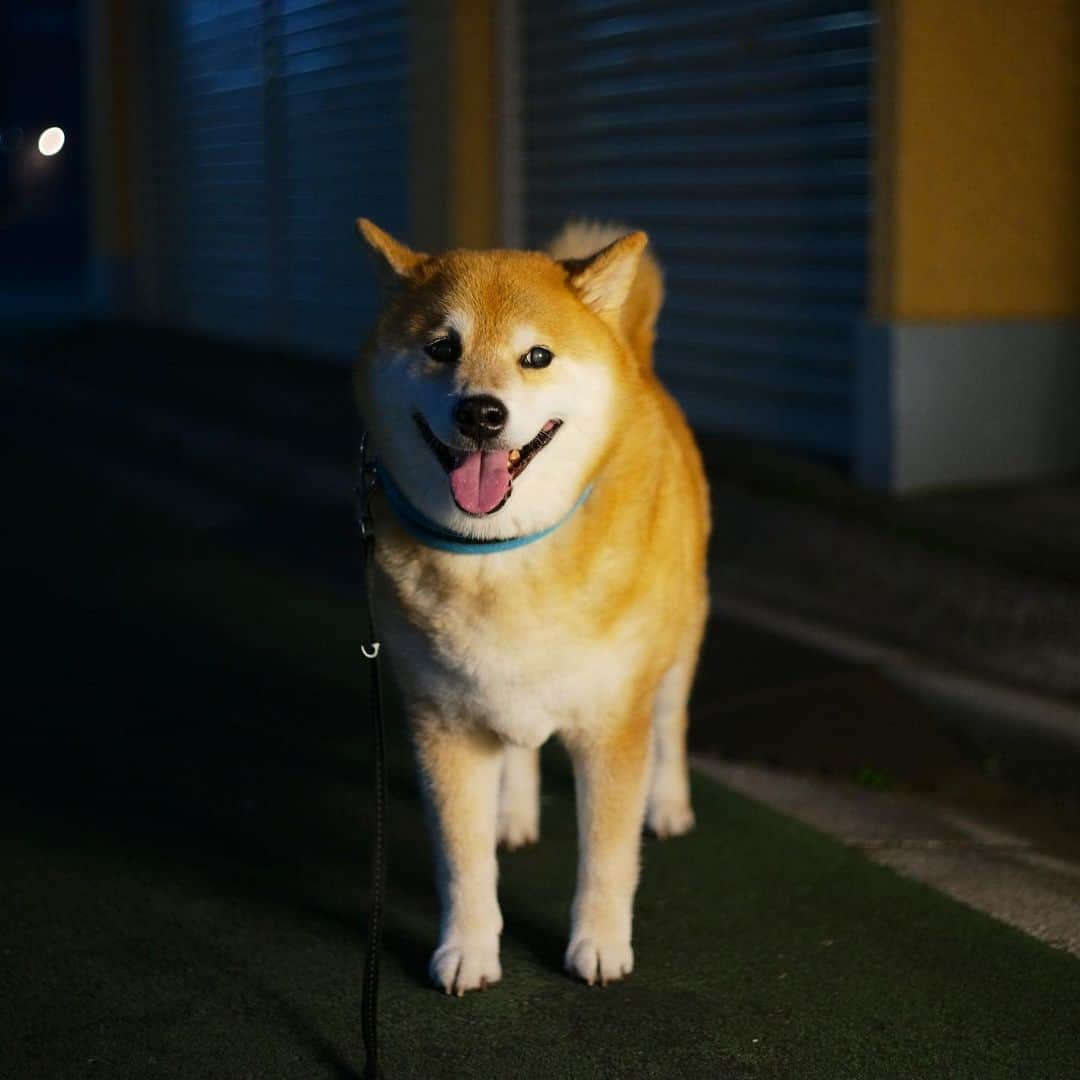 まる（まるたろう）さんのインスタグラム写真 - (まる（まるたろう）Instagram)「It was very hot today again.✨🐶💦✨今日も暑かったね〜 #この時間でもめっちゃ暑いやん #やばめ #毛皮族超ピンチ」8月5日 19時53分 - marutaro