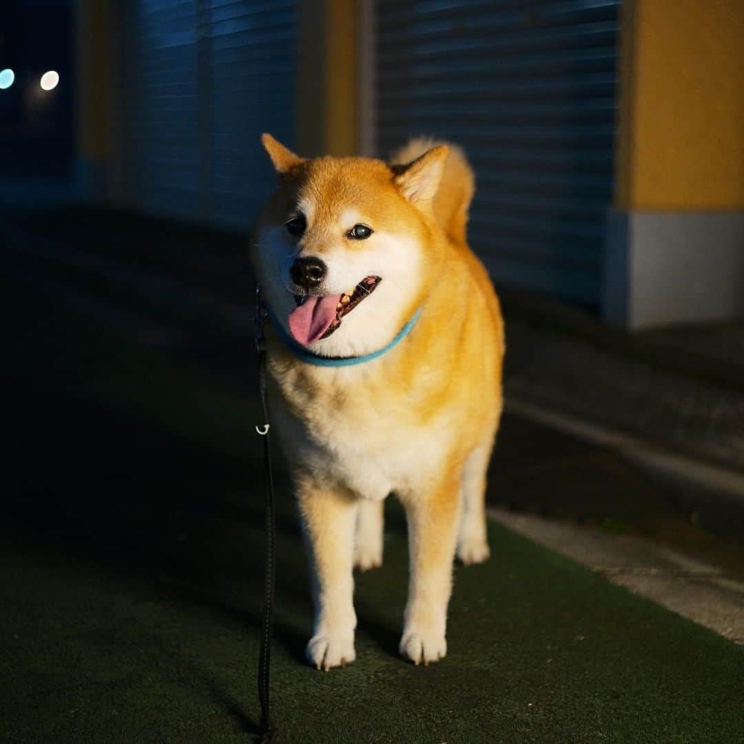 まる（まるたろう）さんのインスタグラム写真 - (まる（まるたろう）Instagram)「It was very hot today again.✨🐶💦✨今日も暑かったね〜 #この時間でもめっちゃ暑いやん #やばめ #毛皮族超ピンチ」8月5日 19時53分 - marutaro