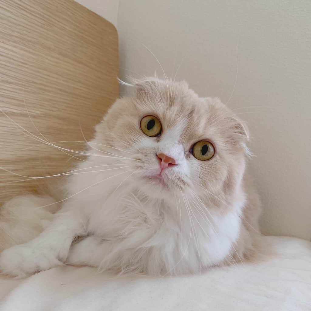 のんたのインスタグラム：「このあと9時放送 日テレ「今夜くらべてみました」 ぼーちゃんが3年ぶりに出ます❤️みてね！ ・ #scottishfold #catstagram_japan #catsofinstagram #cats_of_instagram#catoftheday #ilovemycat #bestmeow #catlover #cutecat #kittensofinstagram #cute #スコティッシュフォールド」