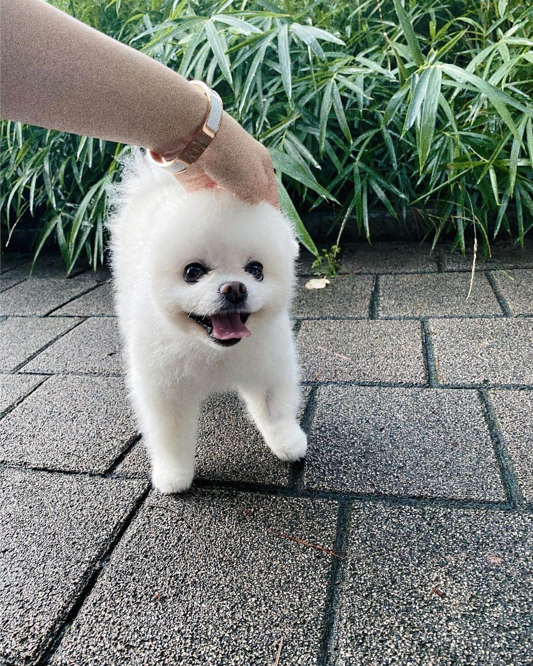 チョ・ミニョンさんのインスタグラム写真 - (チョ・ミニョンInstagram)「앙모찌와 해인이 성님과 산책✨ 슬개골 수술 후 걸음이 많이 느려진 해인이의 느릿느릿 한 땀 한 땀 걷는 모습에 오늘 마음이 너무 아팠네요 #만수무강하세요 🥺」8月5日 20時05分 - xxjominxx