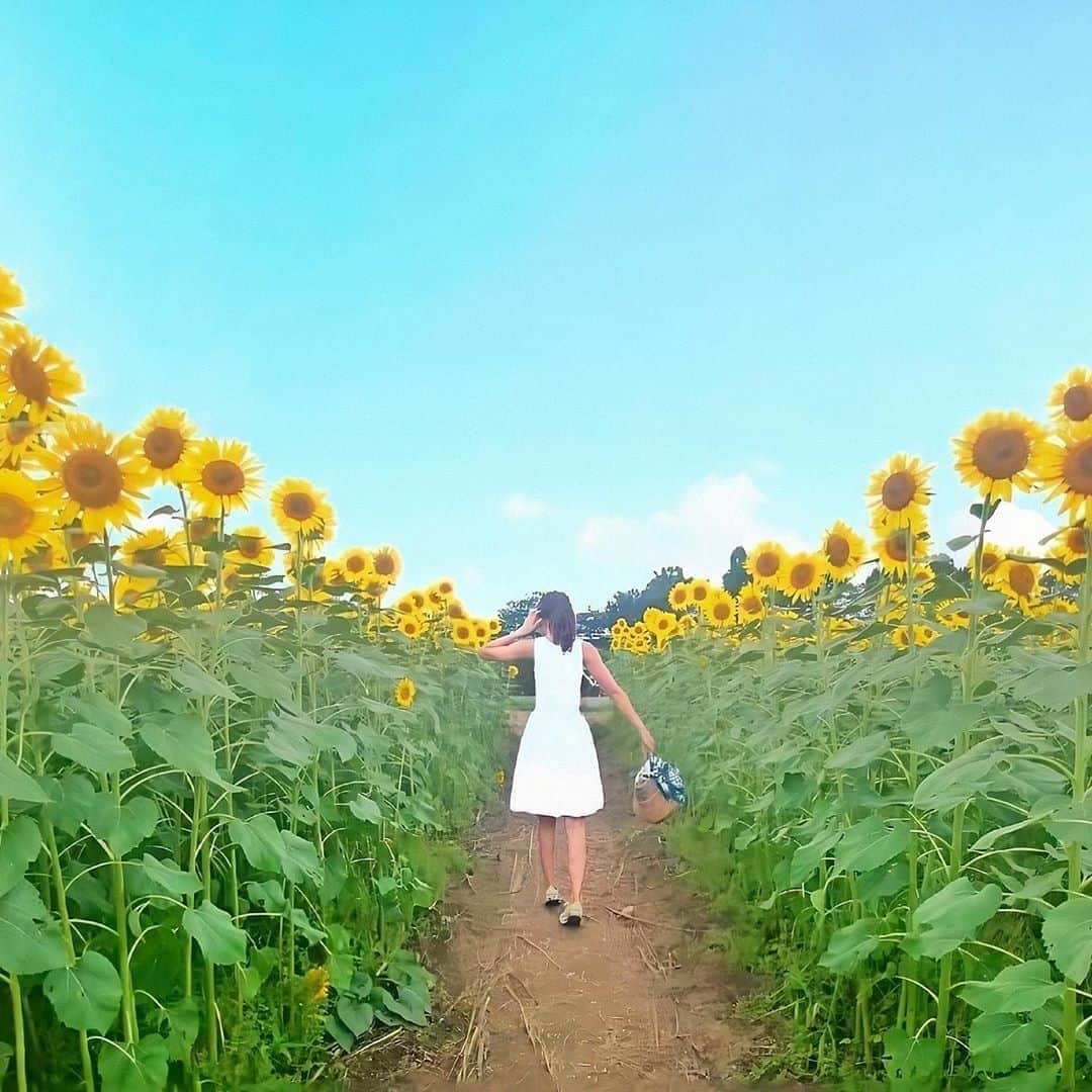 Sayakaのインスタグラム：「🌻🌻🌻🌻🌻🌻🌻🌻 今年は座間のひまわりまつりは中止😢 また来年、見れますように🙏✨ . . #tb #tbt #2015memories  #ひまわり畑 #座間ひまわり畑 #🌻」