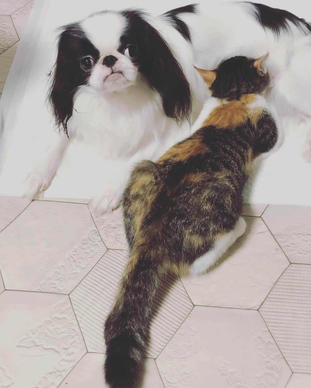 juntowaさんのインスタグラム写真 - (juntowaInstagram)「出ないのに吸われて😕😟#困り顔#子猫育てる犬」8月5日 20時27分 - juntowa