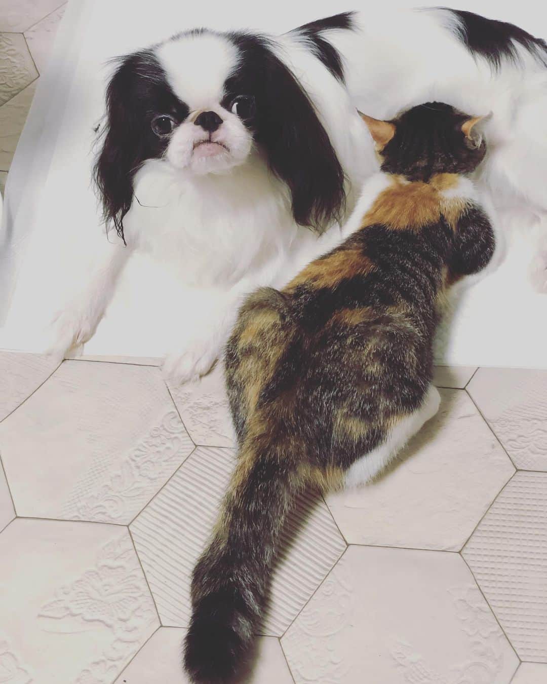 juntowaのインスタグラム：「出ないのに吸われて😕😟#困り顔#子猫育てる犬」
