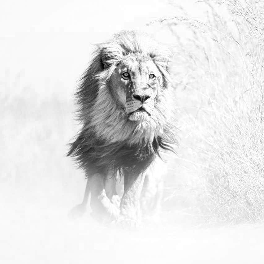 Kevin Richardson LionWhisperer さんのインスタグラム写真 - (Kevin Richardson LionWhisperer Instagram)「An ethereal photograph of Vayetse as his eyes lock on to something. I won’t reveal what as I think it’s best left up to your imagination. I love still photography due to its ability to capture moments in time like this and slow everything down. It makes you stop and fill in the blanks, the moments before and the moments after. It speaks to the soul and encourages the brain to run away with itself. This moment taken on video just wouldn’t be the same. Hope it speaks to you too. Let me know in the comments 👇🏽what it says to you. Thanks to @marlondutoit for enabling me to capture this image.」8月5日 20時59分 - lionwhisperersa