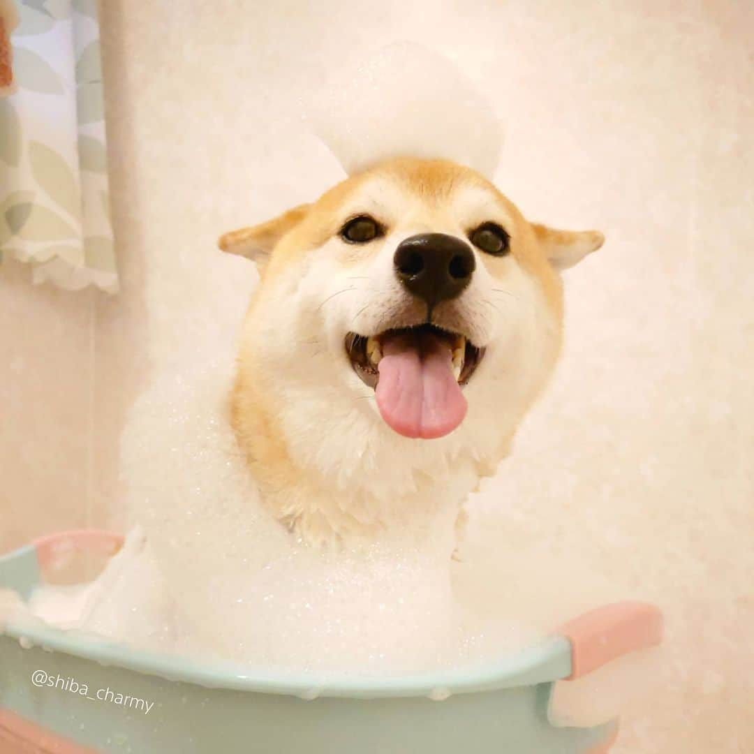 ちゃみさんのインスタグラム写真 - (ちゃみInstagram)「. 🐶🚿 今日はシャンプーしました〜🛀✨ 頭に泡乗せ絶対やってしまう🙈 最後はいつものセルフふきふき動画！笑」8月5日 20時52分 - shiba_charmy