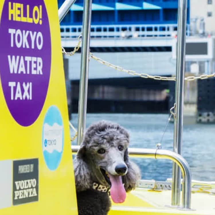 TOKYO WATER TAXIさんのインスタグラム写真 - (TOKYO WATER TAXIInstagram)「さぁ💕 ウォータータクシーから 新しいニュースです！  ワンチャンはクレートなどに入れなくてOK。 リードをつけたまま、デッキやキャビンで寛いでもらえるようになりました🐕  大型犬とのお出かけも もちろん大丈夫🥰です。  ペットのエキストラチャージ無し。 ワンちゃんも一緒に楽しめる船を準備する為、 一部の船をリフォームしました^ ^！ 本気です🥰 全国初のサービスです。  乗りものでは、なかなか叶えられなかったサービスにTWTが込めた思いやストーリー。 それは、また続いてお知らせいたしますね😊  ワンチャンの安全の為、 飼い主さんもリラックスして欲しいから。 獣医師さんにもアドバイスをもらい、監修していただきました。 そして、あのDogdeptさんとも 連携してゆきます！  飼い主さんには、最低限のルールをご確認、ご理解いただいて、楽しい時間をかけがえのない時間を大切なペットと過ごしていただきたいと思っています😊  ワンちゃんもきっと。 大好きな飼い主さんの笑顔が見たい。 水の上で、新鮮な風に吹かれてみたい。  さぁ❣️一緒に。 東京で叶えられる ペットクルーズ。 水辺に新しい笑顔を創ってまいります。  #ペットクルーズ #tokyowatertaxi #マイクロツーリズム #お散歩 #dogfriendly #watertaxi #dogdept  @dogeventplanner」8月5日 21時05分 - tokyowatertaxi