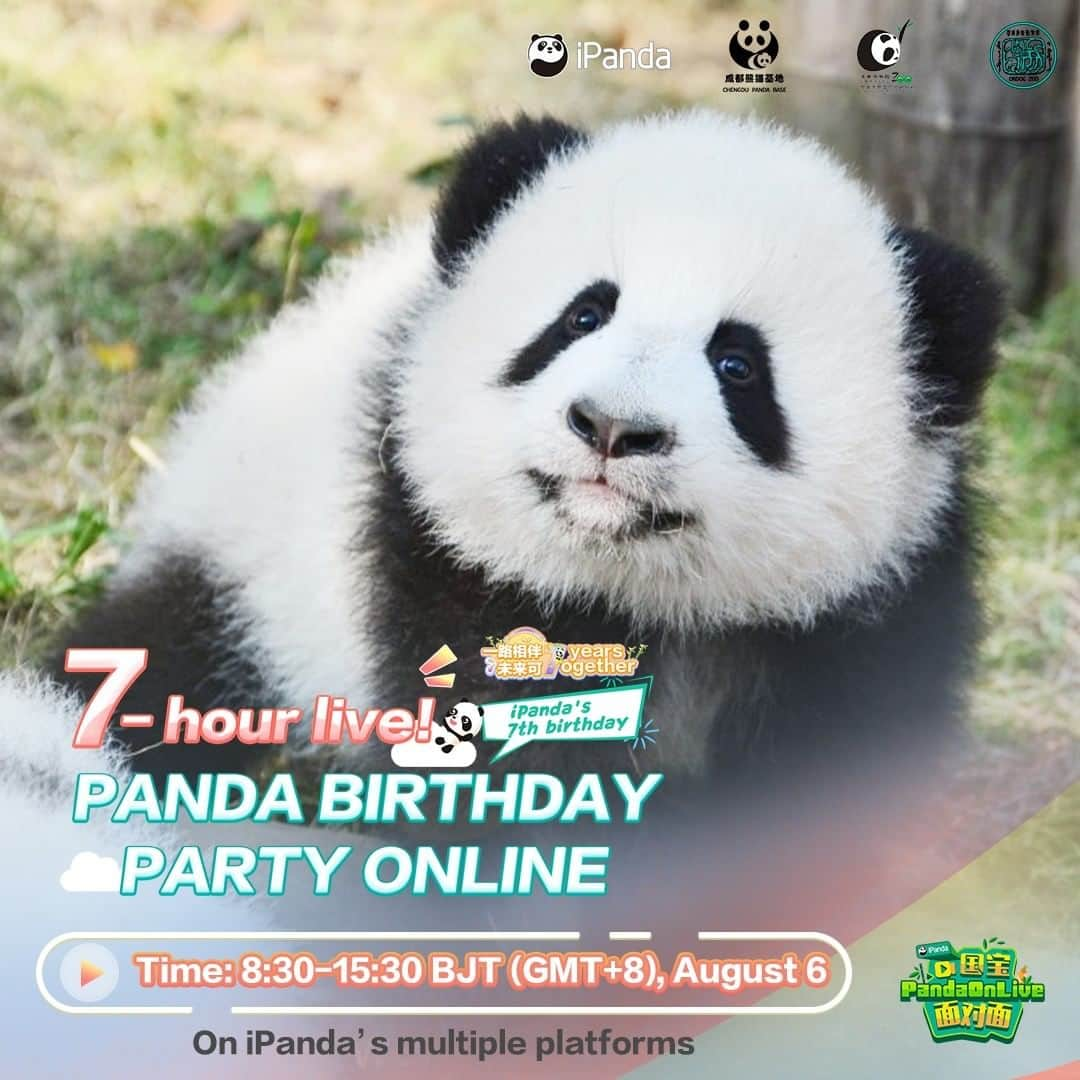 iPandaさんのインスタグラム写真 - (iPandaInstagram)「Live Preview: Can’t wait to attend our online 7th birthday party? Don’t forget our 7-hour nonstop live will begin at 8:30 BJT(GMT+8) on August 6 on Facebook. We and the pandas are looking forward to having a wonderful time with you!  🥰 🥰 🥰 #Panda #iPanda #Cute #FBLive #iPandaBday」8月5日 21時23分 - ipandachannel