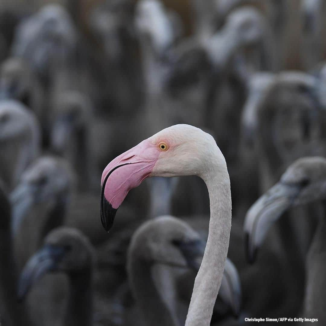 ABC Newsさんのインスタグラム写真 - (ABC NewsInstagram)「A pink flamingo stands with flamingos chicks in a pen in Aigues-Mortes, near Montpellier, southern France, during a tagging and controlling operation of flamingo chicks to monitor the evolution of the species. #flamingo #animals #birds #pink」8月5日 21時31分 - abcnews