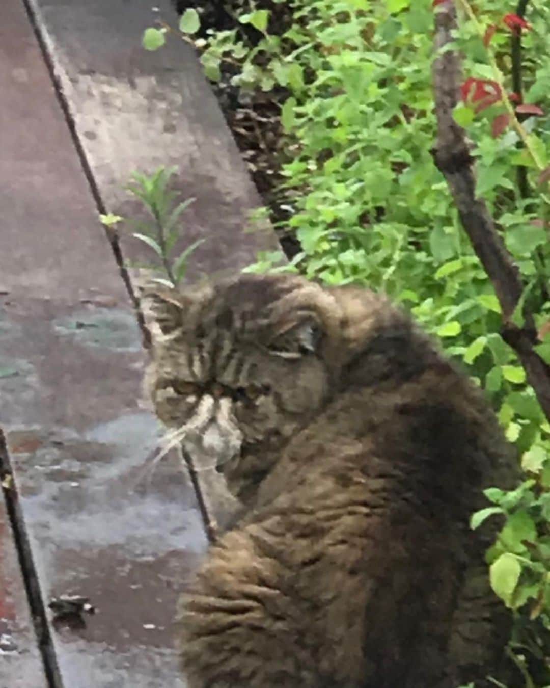 キャシー中島さんのインスタグラム写真 - (キャシー中島Instagram)「*﻿ 勝野家名物の猫の開きです🐈﻿ ドゥ、今日も暑くてグダグダだね❣️﻿ ﻿ 屋上の庭は小さな生き物のワンダーランドです。﻿ 今日見つけたのはこんなに小さなバッタさん！﻿ にゃんこたちに見つからないように注意してね！🙀🦗﻿ ﻿ ミントの花が咲きました。﻿ 鉄三もこのお庭が大好き❤﻿ 朝の涼しい間にお庭で遊びます。﻿ ﻿ 今日は月に1度の神戸キルトサロンの日です。﻿ このクラスの生徒さんもみんな熱心です。﻿ もうすぐサマーキルトのバッグが出来上がります。﻿ #サンプラーズキルト をがんばっている生徒さんもいますよ❣️﻿ ﻿ 生徒さんたちの手元を見てください、みんな上手でしょ❣️﻿ キルトサロンは広くゆったりとしていて、﻿ ソーシャルディスタンスがちゃんと取れています。﻿ みんな安心して針を進めていますよ。﻿ ﻿ #キャシー中島#kathynakajima﻿ #キャシーマム#kathymom﻿ #キルト#ハワイアンキルト﻿ #quilt#hawaiianquilt﻿ #神戸#神戸キルトサロン」8月5日 21時42分 - official_kathynakajima