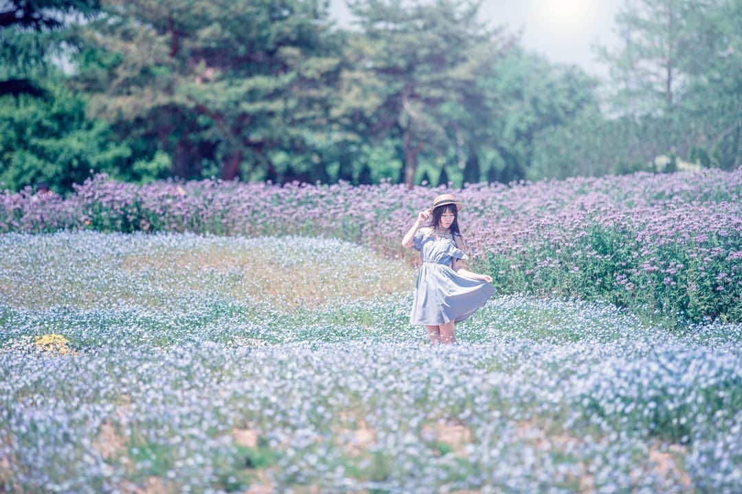 高橋さくらさんのインスタグラム写真 高橋さくらinstagram ねえ 瞳を閉じたら もう一度君の姿は見えるかな 鷹秋さんのネモフィラとお花畑 夏みたいな日差しなのにここまで やわらかい1枚に仕上げてくれる鷹秋さんはかみさま 笑 ネモフィラ 夏 麦わら