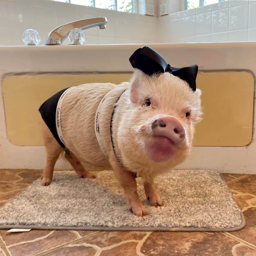 Priscilla and Poppletonさんのインスタグラム写真 - (Priscilla and PoppletonInstagram)「Posing pretty in my Calvin Swine’s for #NationalUnderwearDay! Silly Pop has got himself some competition now!🐷🖤#inmycalvins #calvinswine #underwearmodel #prissy #PrissyandPop」8月5日 21時47分 - prissy_pig