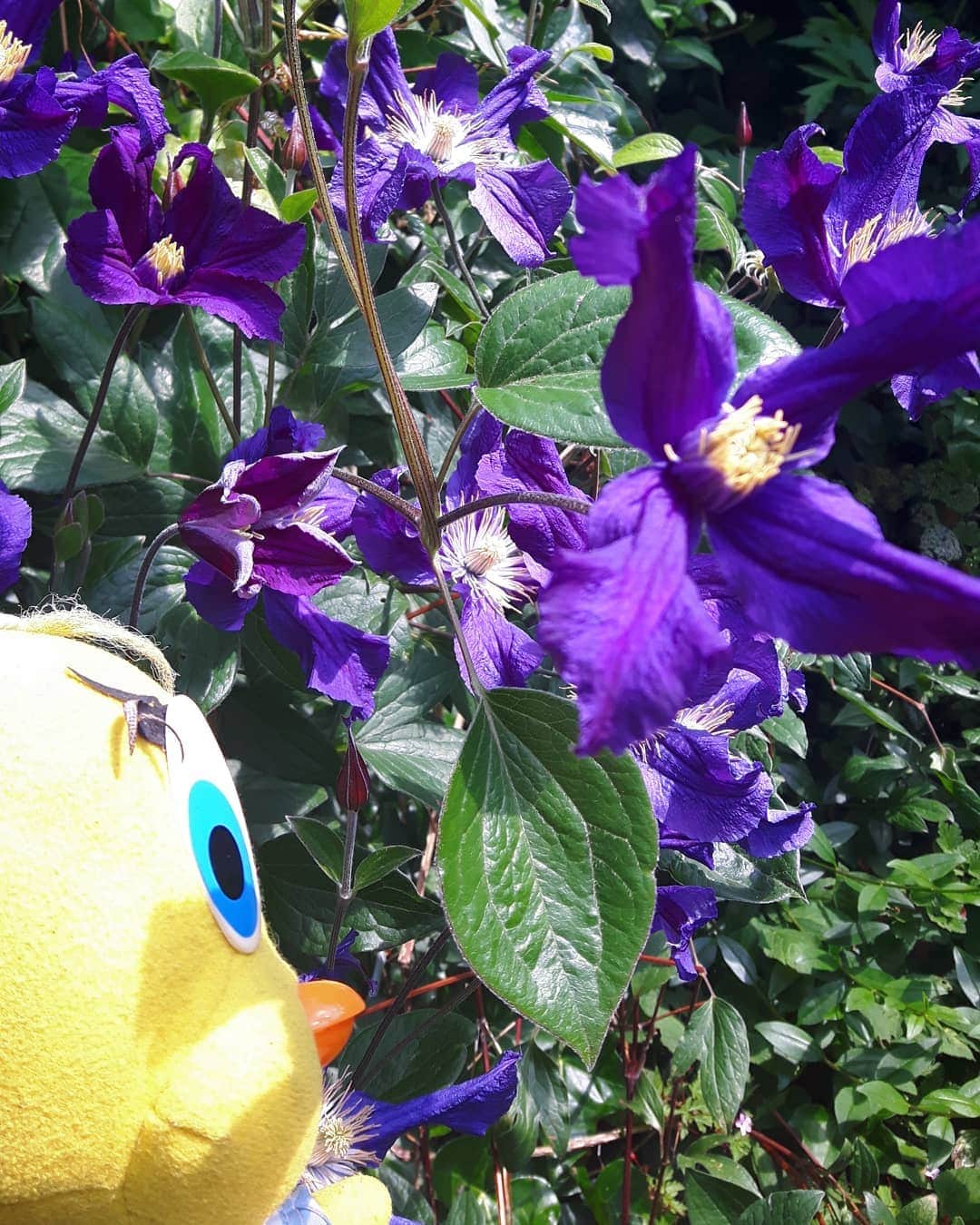 Little Yellow Birdさんのインスタグラム写真 - (Little Yellow BirdInstagram)「The clematis is very enthusiastic this year!! #littleyellowbird #tweety #tweetykweelapis #adventures #yellow #bird #wednesday #humpday #summer #zomer #august #clematis #flowers #garden #tuin #sun #sunnyday #stuffedanimalsofinstagram #plushiesofinstagram」8月5日 21時56分 - tweetykweelapis