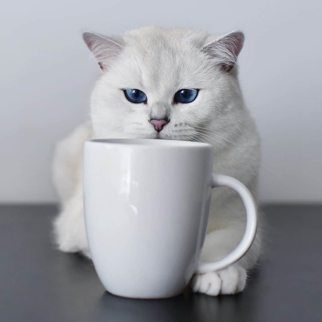 コビーさんのインスタグラム写真 - (コビーInstagram)「If I show up to today’s Zoom meetings a little cross-eyed, it’s the catnip tea’s fault.」8月5日 21時56分 - cobythecat
