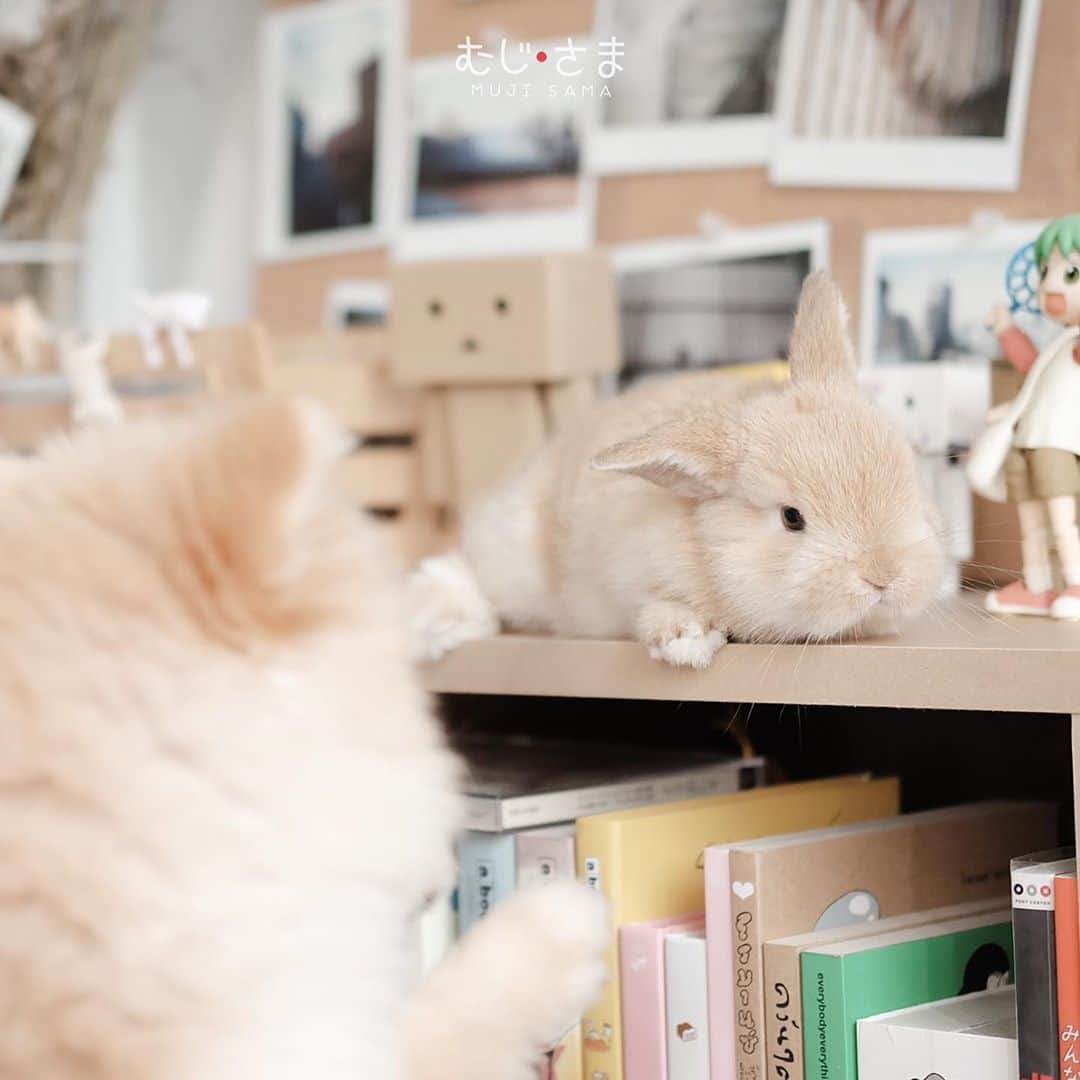 むじさまさんのインスタグラム写真 - (むじさまInstagram)「Lil miku 🐰」8月5日 22時19分 - mujisama