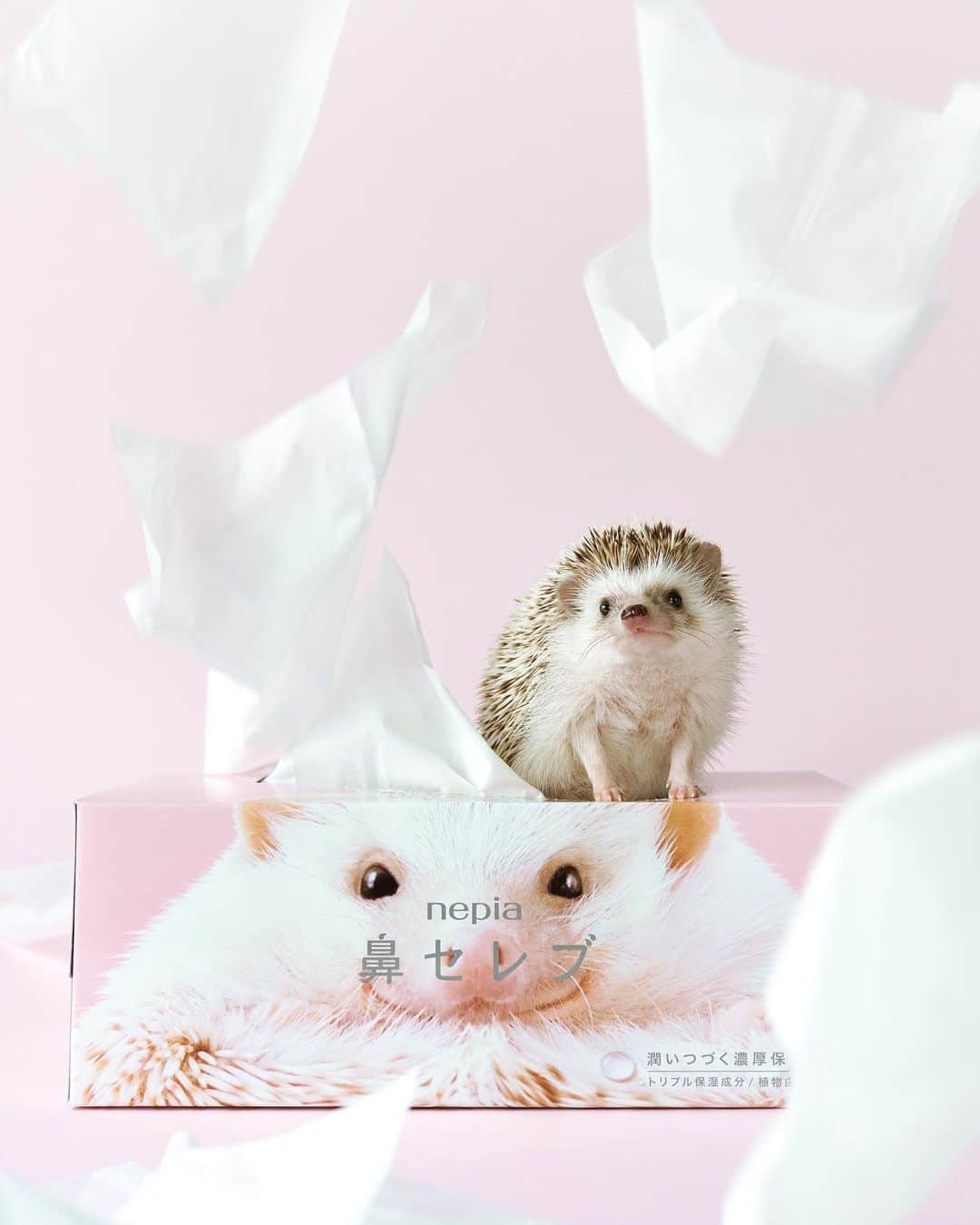 ダーシーのインスタグラム：「日本のみなさまにちょっとハッピーなお知らせ🎤✨ 9月発売の鼻セレブ限定パッケージにショパンが登場します🥳✨ まさかうちのヅラセレブが鼻セレブになるなんて🤣🦰 ティシュを手に取るふとした瞬間に、少しでも幸せを感じていただけたら嬉しいです😌✨ よろしくお願いします🐨」