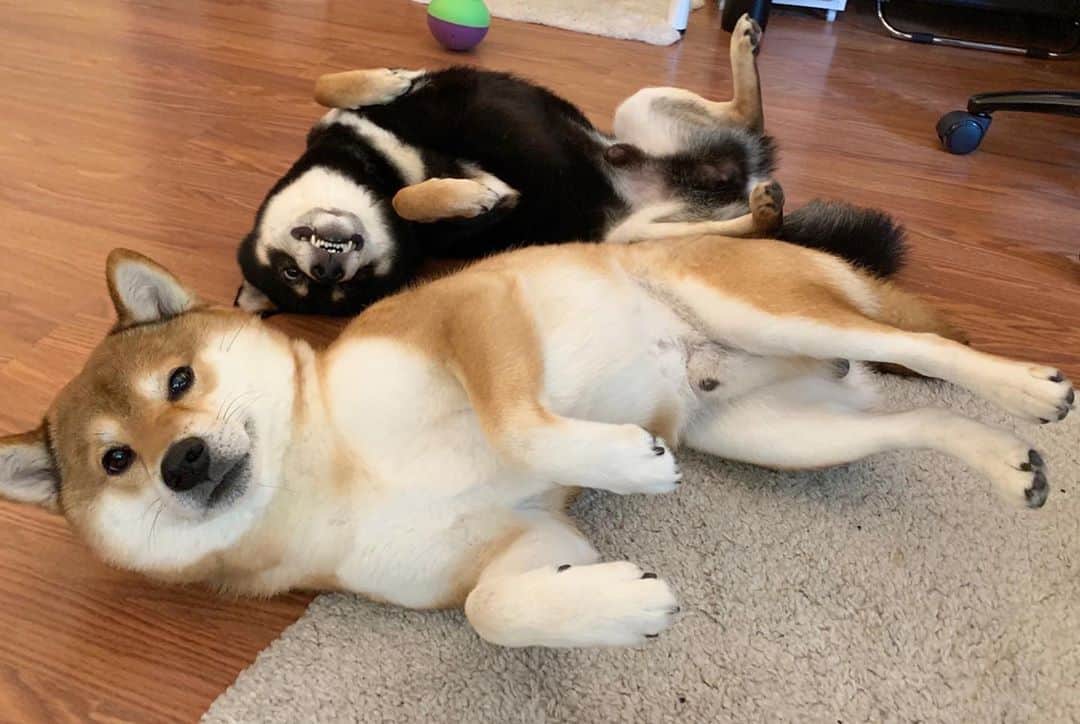 ?Fricko the Shiba Inu?のインスタグラム：「Allo hoomans, wanna nap with us? 🤪☺️ 🐾 🐾 #FrickoandKeaton #🐶 #☀️ #shiba #shibainu #dog #柴犬 #赤柴 #黒柴  #adorable #shibalovers #shibaholics  #dogoftheday  #weeklyfluff #aww #dogstagram  #dogscorner #puppiesofinstagram #shibapuppy」