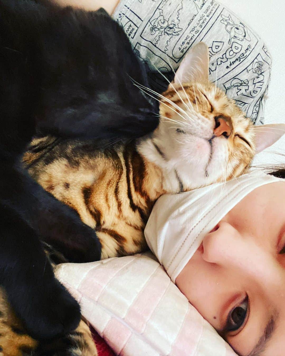 羽田あいさんのインスタグラム写真 - (羽田あいInstagram)「私の子供達😽 早く会いたい😭❤️  #bengalcat  #sphynx  #debonrex  #blackcat #sharpei #catsworld」8月5日 22時33分 - ai_haneda0922