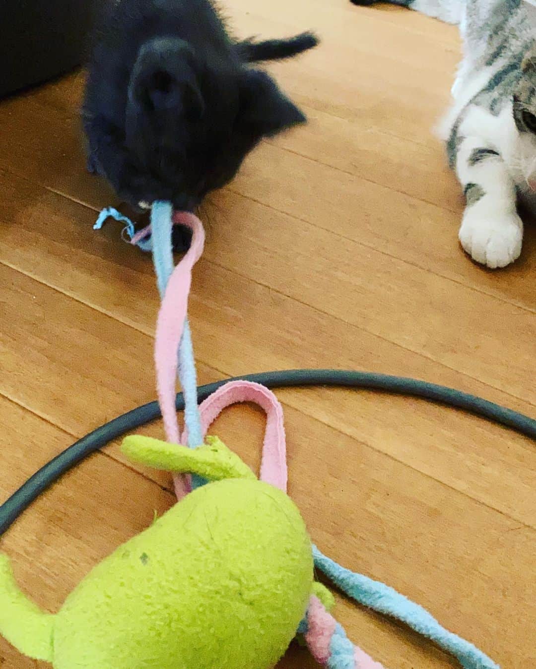 羽田あいさんのインスタグラム写真 - (羽田あいInstagram)「私の子供達😽 早く会いたい😭❤️  #bengalcat  #sphynx  #debonrex  #blackcat #sharpei #catsworld」8月5日 22時33分 - ai_haneda0922