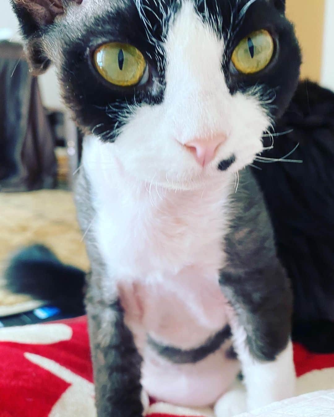 羽田あいさんのインスタグラム写真 - (羽田あいInstagram)「私の子供達😽 早く会いたい😭❤️  #bengalcat  #sphynx  #debonrex  #blackcat #sharpei #catsworld」8月5日 22時33分 - ai_haneda0922