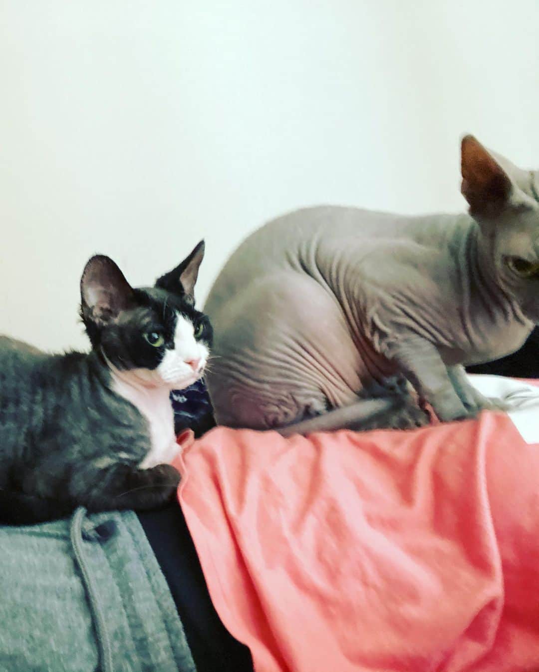 羽田あいさんのインスタグラム写真 - (羽田あいInstagram)「私の子供達😽 早く会いたい😭❤️  #bengalcat  #sphynx  #debonrex  #blackcat #sharpei #catsworld」8月5日 22時33分 - ai_haneda0922
