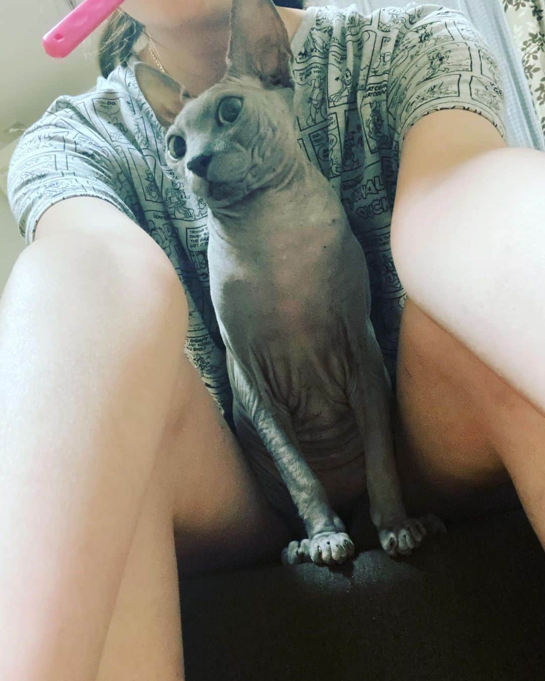 羽田あいさんのインスタグラム写真 - (羽田あいInstagram)「私の子供達😽 早く会いたい😭❤️  #bengalcat  #sphynx  #debonrex  #blackcat #sharpei #catsworld」8月5日 22時33分 - ai_haneda0922