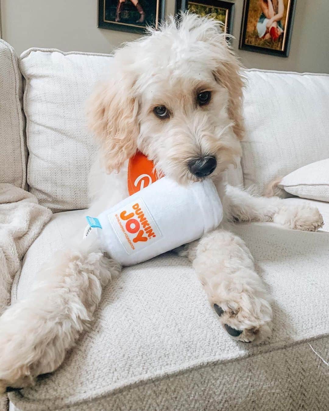 BarkBoxさんのインスタグラム写真 - (BarkBoxInstagram)「OUR COLLAB WITH @DUNKIN IS HERE, FOLKS! GET YER SQUEAKY BEAN WATER & DONUT HOLES WHILE YOU CAN! ☕😘⁠⠀ Find the toys in a participating Dunkin near you, and do some good! All of the toy proceeds go to the @joyinchildhood foundation ❤️⁠⠀ ⁠⠀ For more deets, check the link in bio!⁠⠀ ⁠⠀ Thanks to these pups for sharing these AMAZING pics:⁠⠀ @nugget_nena  @ralphierunsonduncan⁠⠀ @thechelsterrr⁠⠀ @odin_theshep⁠⠀ @ceecee_the_rottie⁠⠀ @the.rookie.doodle⁠⠀ @2regalbeagles⁠⠀ @lucytheenglishcream22  ⁠⠀ NOW I'M GONNA GO EAT A DONUT OR FIVE 🍩」8月5日 22時33分 - barkbox