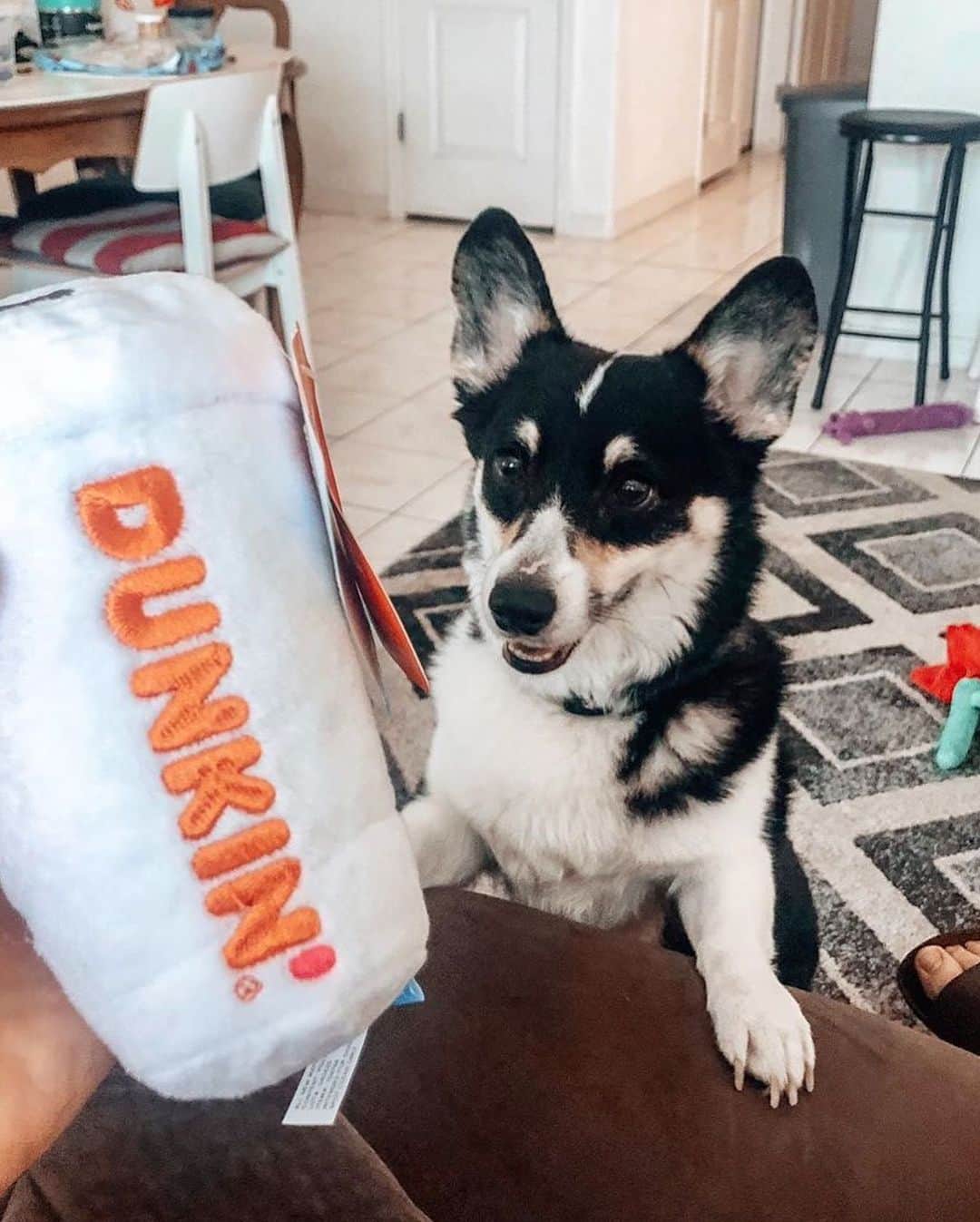 BarkBoxさんのインスタグラム写真 - (BarkBoxInstagram)「OUR COLLAB WITH @DUNKIN IS HERE, FOLKS! GET YER SQUEAKY BEAN WATER & DONUT HOLES WHILE YOU CAN! ☕😘⁠⠀ Find the toys in a participating Dunkin near you, and do some good! All of the toy proceeds go to the @joyinchildhood foundation ❤️⁠⠀ ⁠⠀ For more deets, check the link in bio!⁠⠀ ⁠⠀ Thanks to these pups for sharing these AMAZING pics:⁠⠀ @nugget_nena  @ralphierunsonduncan⁠⠀ @thechelsterrr⁠⠀ @odin_theshep⁠⠀ @ceecee_the_rottie⁠⠀ @the.rookie.doodle⁠⠀ @2regalbeagles⁠⠀ @lucytheenglishcream22  ⁠⠀ NOW I'M GONNA GO EAT A DONUT OR FIVE 🍩」8月5日 22時33分 - barkbox