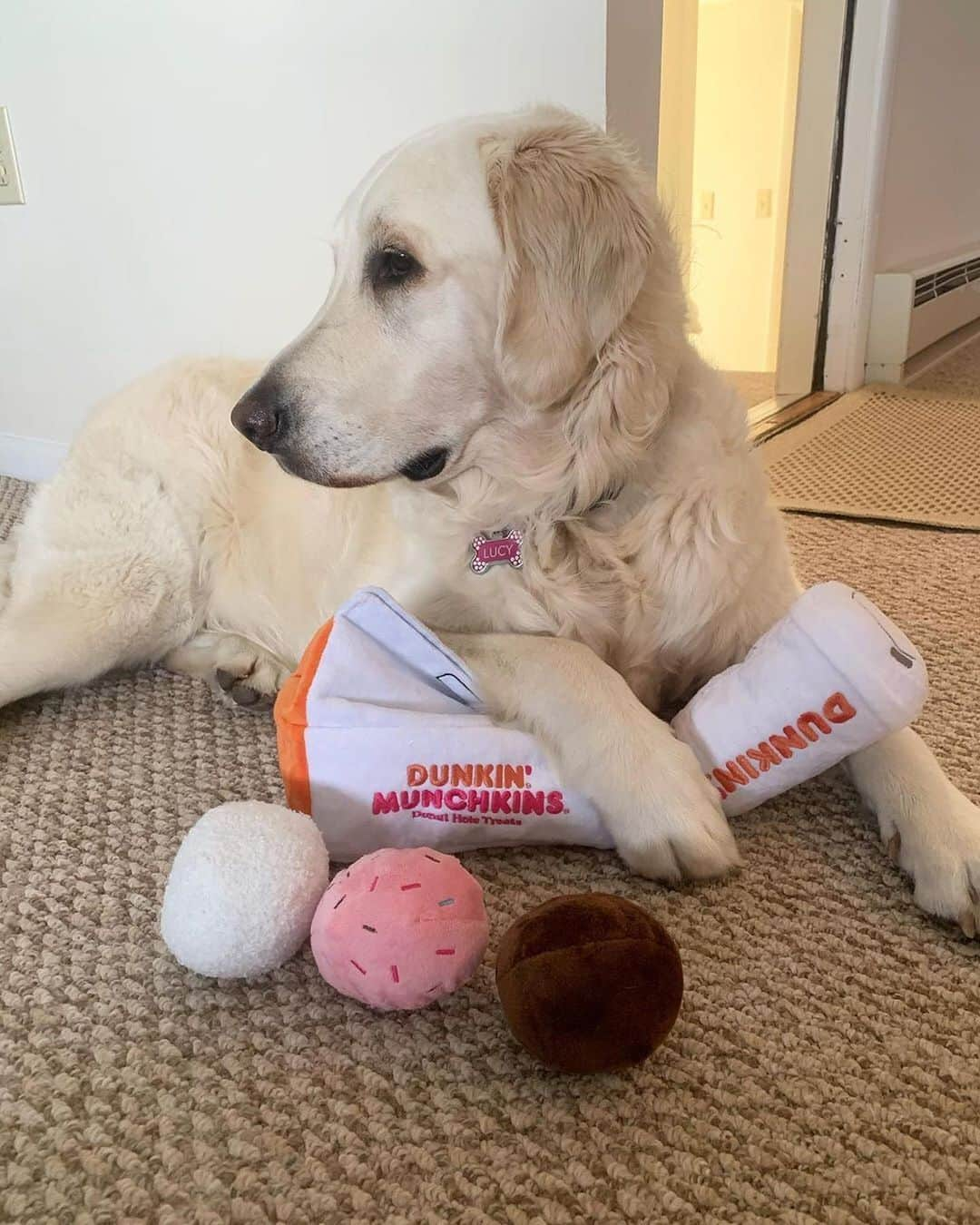 BarkBoxさんのインスタグラム写真 - (BarkBoxInstagram)「OUR COLLAB WITH @DUNKIN IS HERE, FOLKS! GET YER SQUEAKY BEAN WATER & DONUT HOLES WHILE YOU CAN! ☕😘⁠⠀ Find the toys in a participating Dunkin near you, and do some good! All of the toy proceeds go to the @joyinchildhood foundation ❤️⁠⠀ ⁠⠀ For more deets, check the link in bio!⁠⠀ ⁠⠀ Thanks to these pups for sharing these AMAZING pics:⁠⠀ @nugget_nena  @ralphierunsonduncan⁠⠀ @thechelsterrr⁠⠀ @odin_theshep⁠⠀ @ceecee_the_rottie⁠⠀ @the.rookie.doodle⁠⠀ @2regalbeagles⁠⠀ @lucytheenglishcream22  ⁠⠀ NOW I'M GONNA GO EAT A DONUT OR FIVE 🍩」8月5日 22時33分 - barkbox