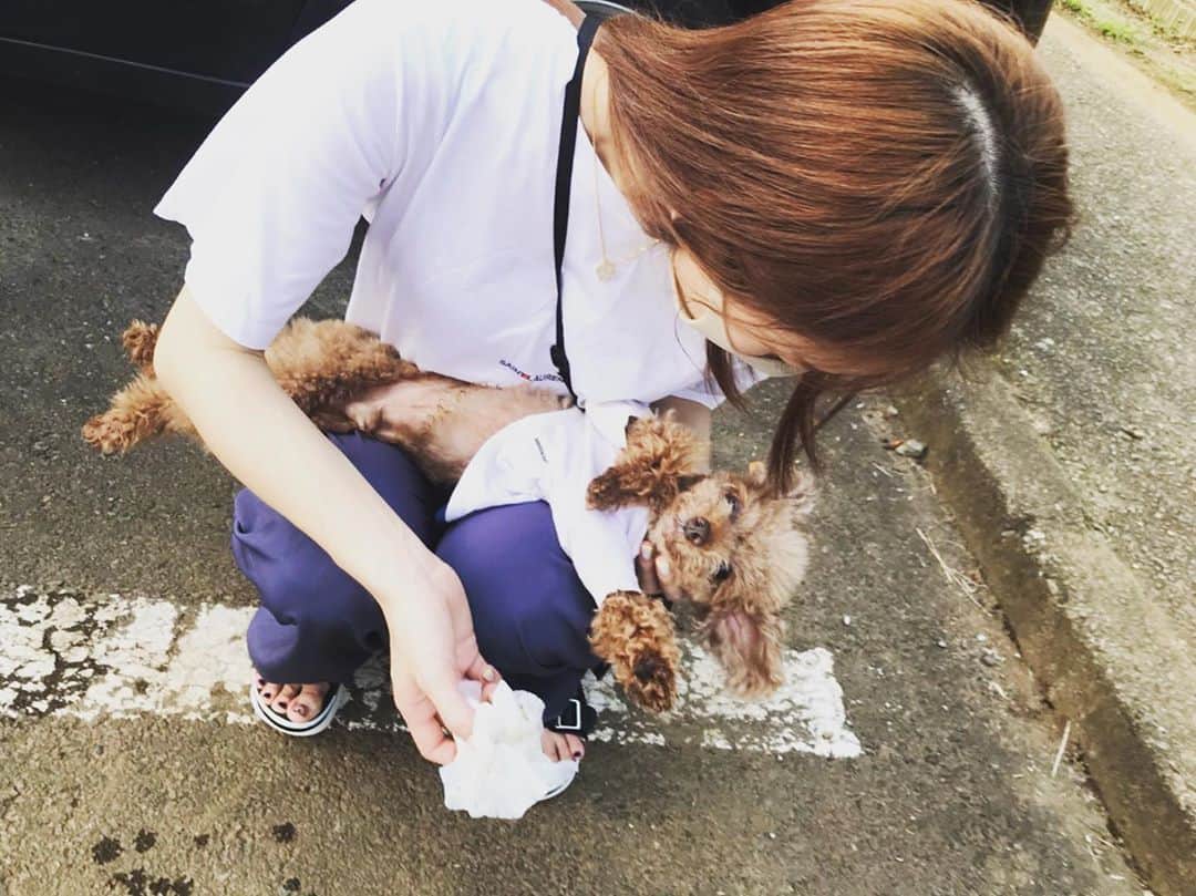 小林香菜さんのインスタグラム写真 - (小林香菜Instagram)「. 足の裏拭いてたらこんな体勢に🤣 ぬいぐるみですか🐶？？ なんでそんなにかわいいんですか😭 . #dog #dogstagram #ぺぺ　#タイニープードル　#プードル」8月5日 22時45分 - kanaful