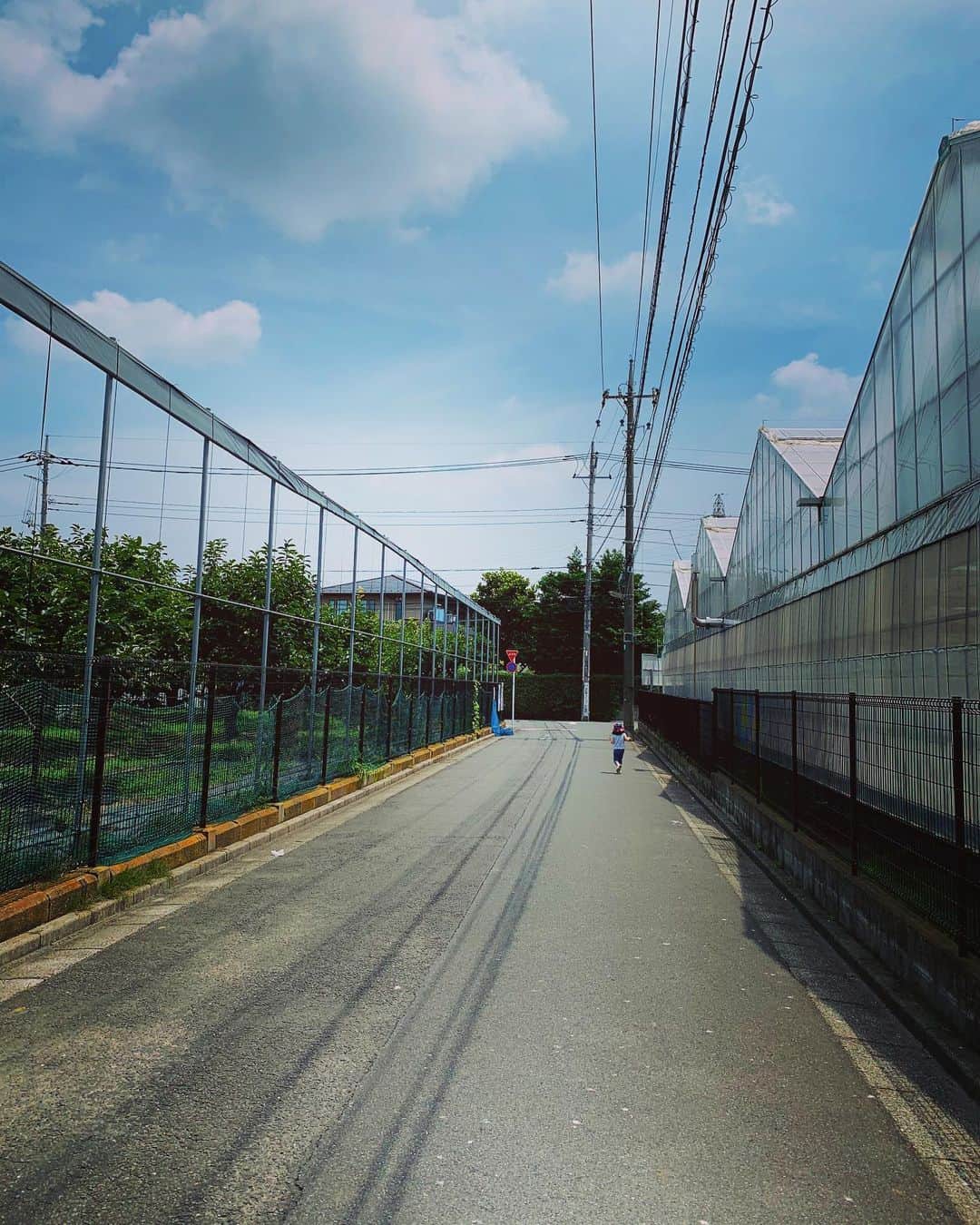 八木田麻衣さんのインスタグラム写真 - (八木田麻衣Instagram)「毎日暑い。 でも、夏好きとしては、この暑さが嬉しい。 我が家の前の道。ブルベリー畑に、ビニールハウスではトマトが育ってる。 うむ。美しい。」8月5日 23時12分 - yagitamai