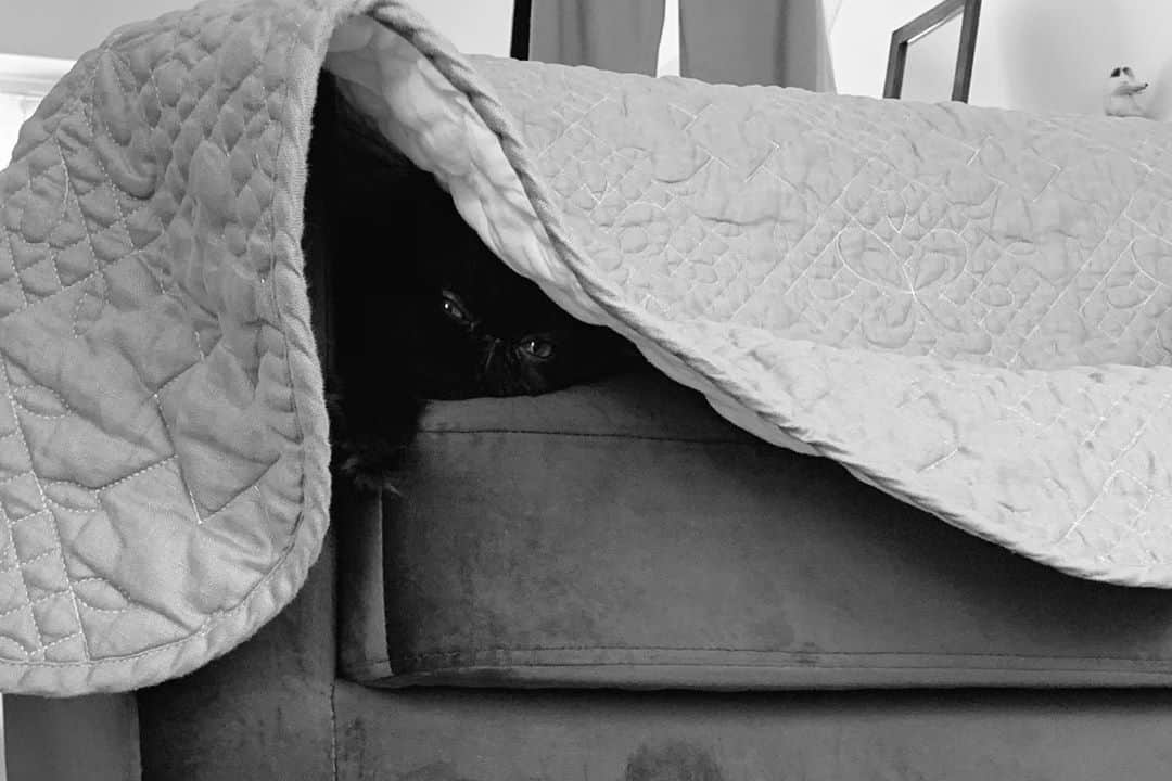 てふさんのインスタグラム写真 - (てふInstagram)「影の住人… #cochicat」8月5日 23時12分 - cat_chouchou