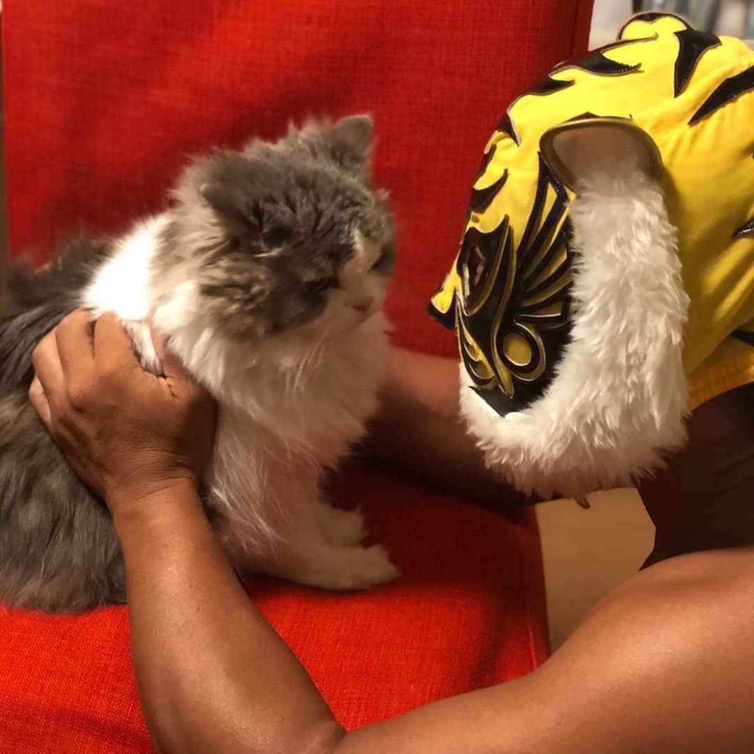 タイガーマスクさんのインスタグラム写真 - (タイガーマスクInstagram)「メイが生きていた頃、毎日癒されてたなぁ〜😌 メイは天国で、元気に走り回ってるいるかな？ もうすぐお盆。 少しの時間だけど、帰っておいで😊 #タイガーマスク #tigermask #njpw #メイ #スコティッシュフォールド #お盆」8月5日 23時27分 - tigermask.njpw_official
